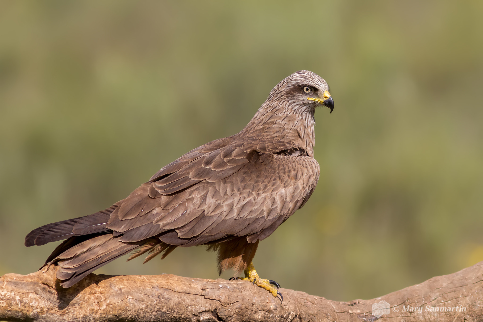 Canon EOS 7D + Canon EF 300mm F4L IS USM sample photo. Milano negro photography