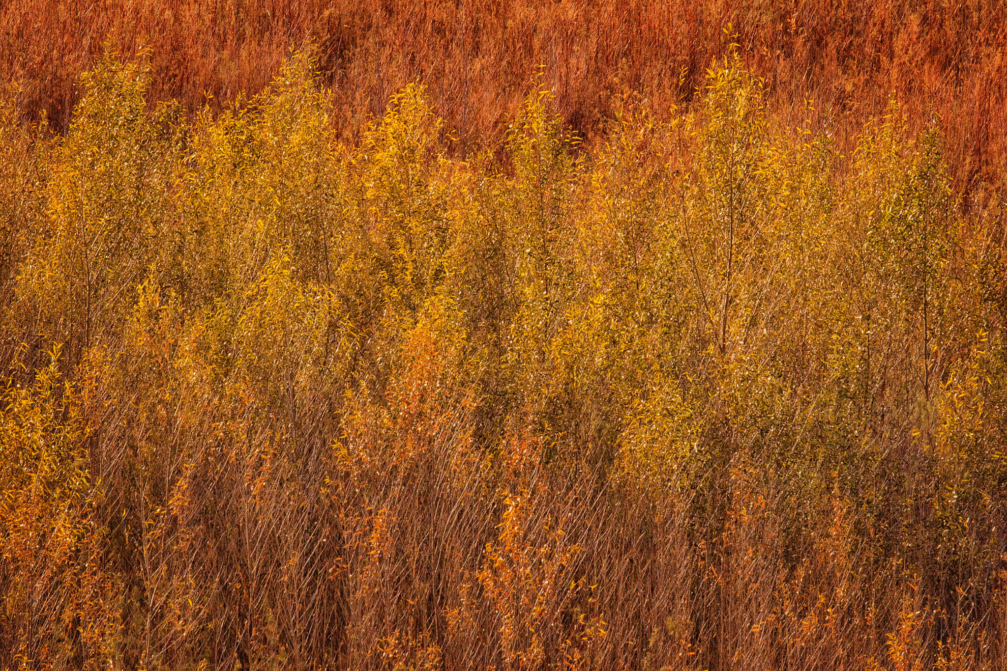 Canon EF 100-400mm F4.5-5.6L IS USM sample photo. Gunnlock photography