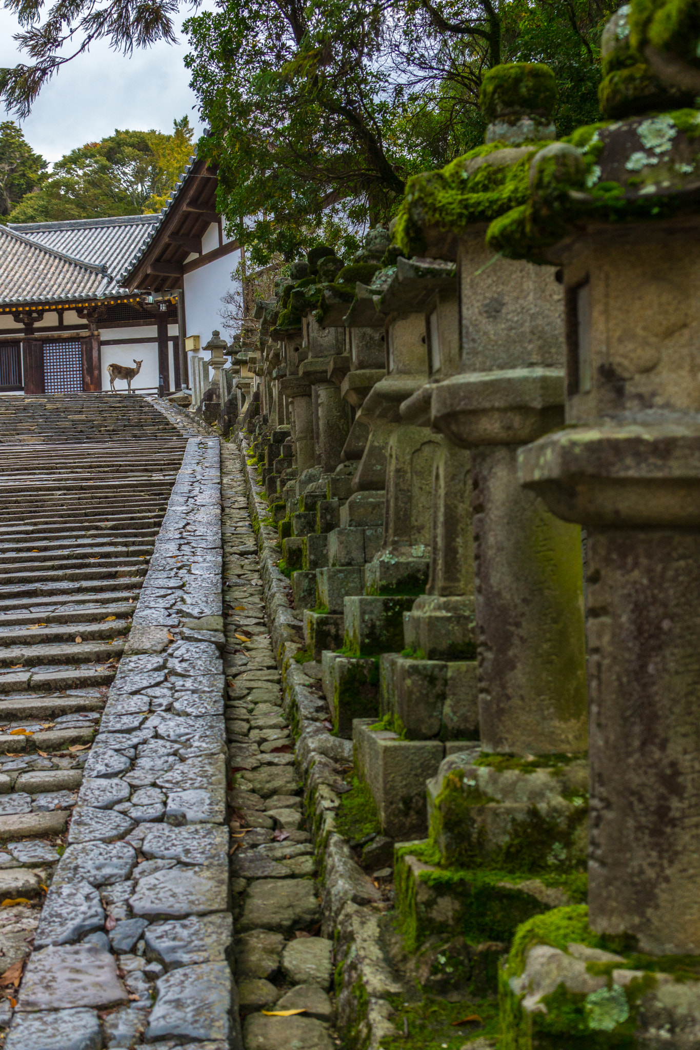 Sony SLT-A65 (SLT-A65V) + Sony DT 16-50mm F2.8 SSM sample photo. Todaiji temple, nara, japan photography