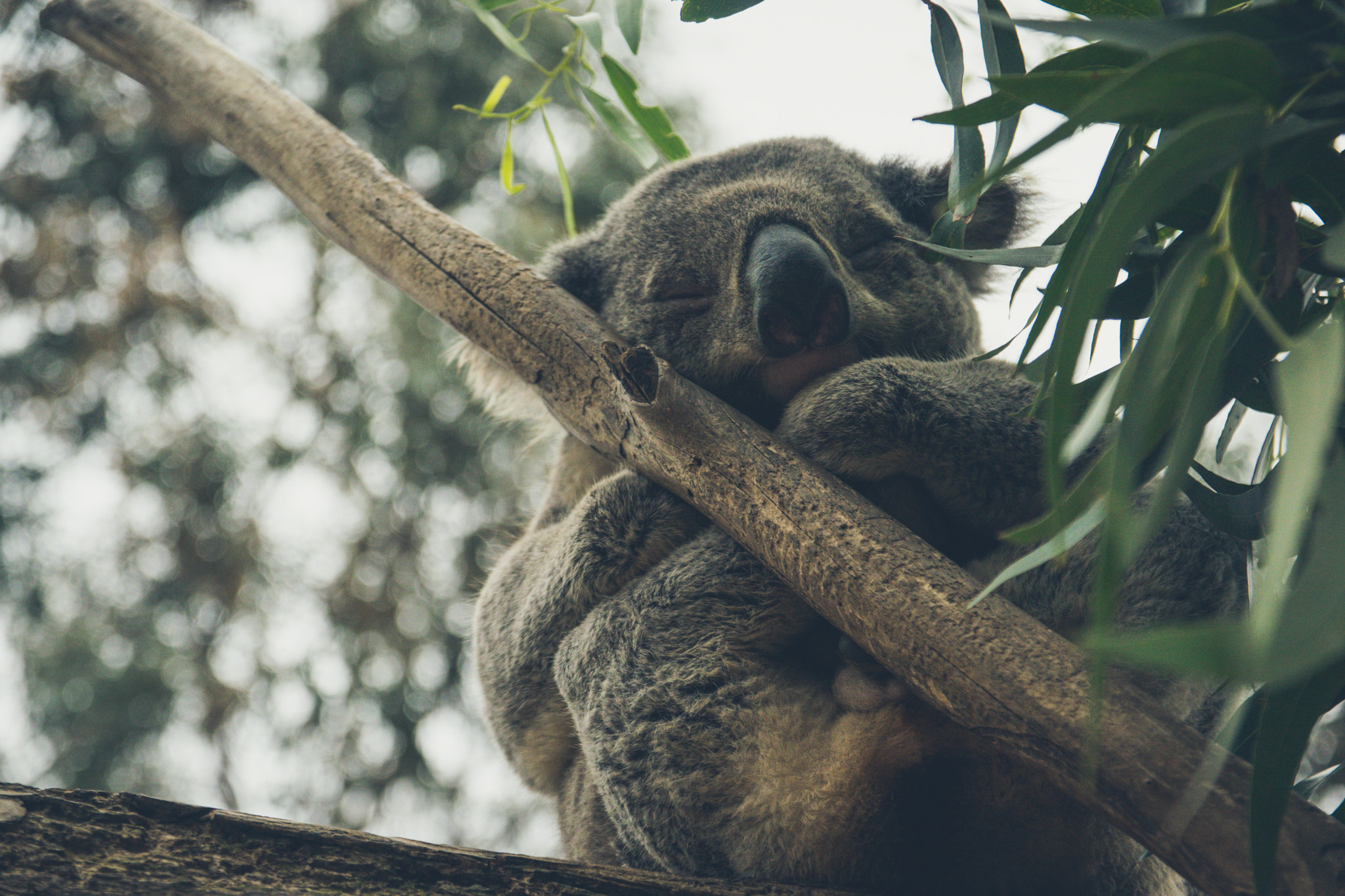 Sigma 17-70mm F2.8-4 DC Macro OS HSM | C sample photo. Sleeping koala photography