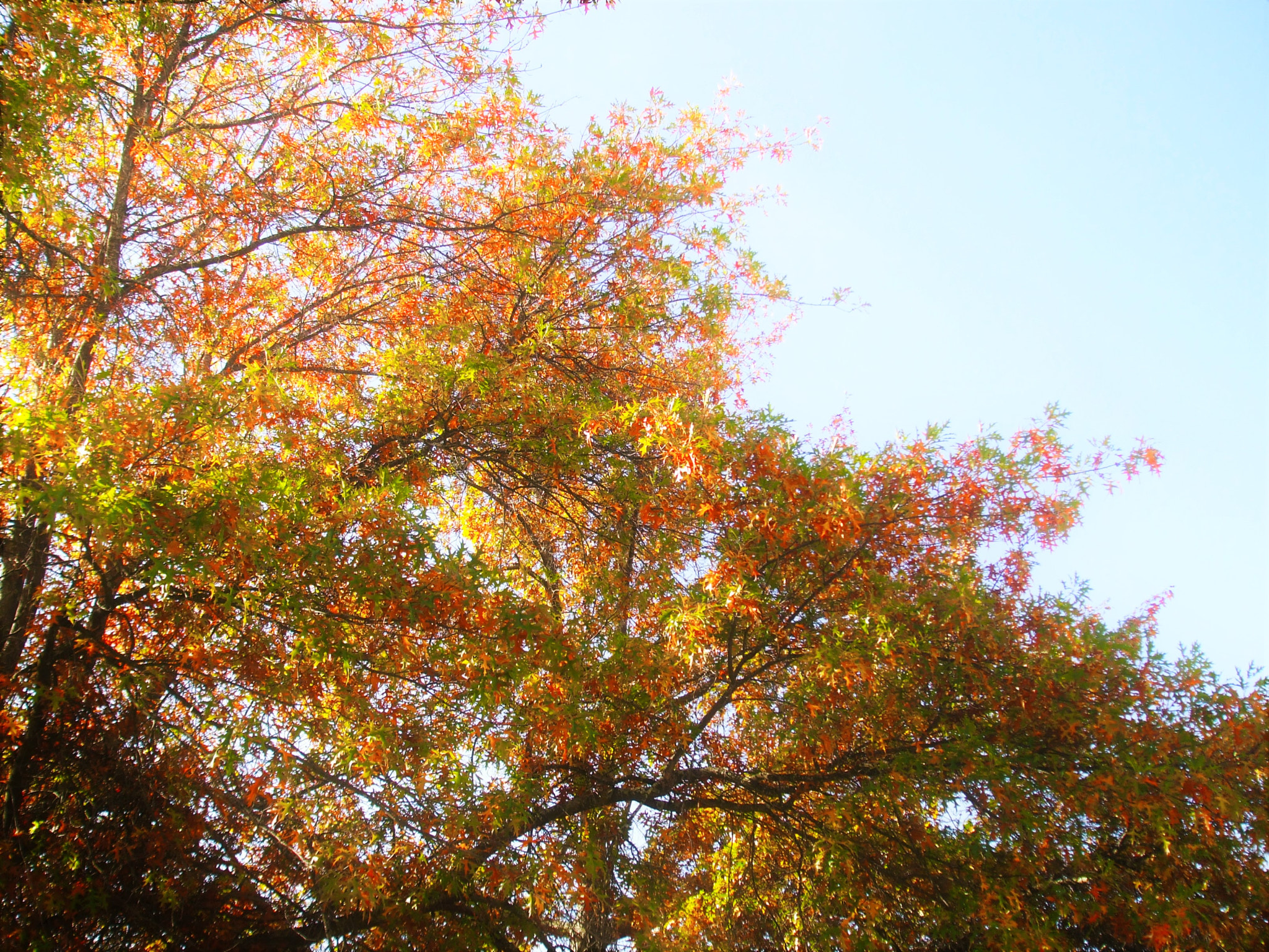 Fujifilm FinePix A820 sample photo. Autumn trees photography