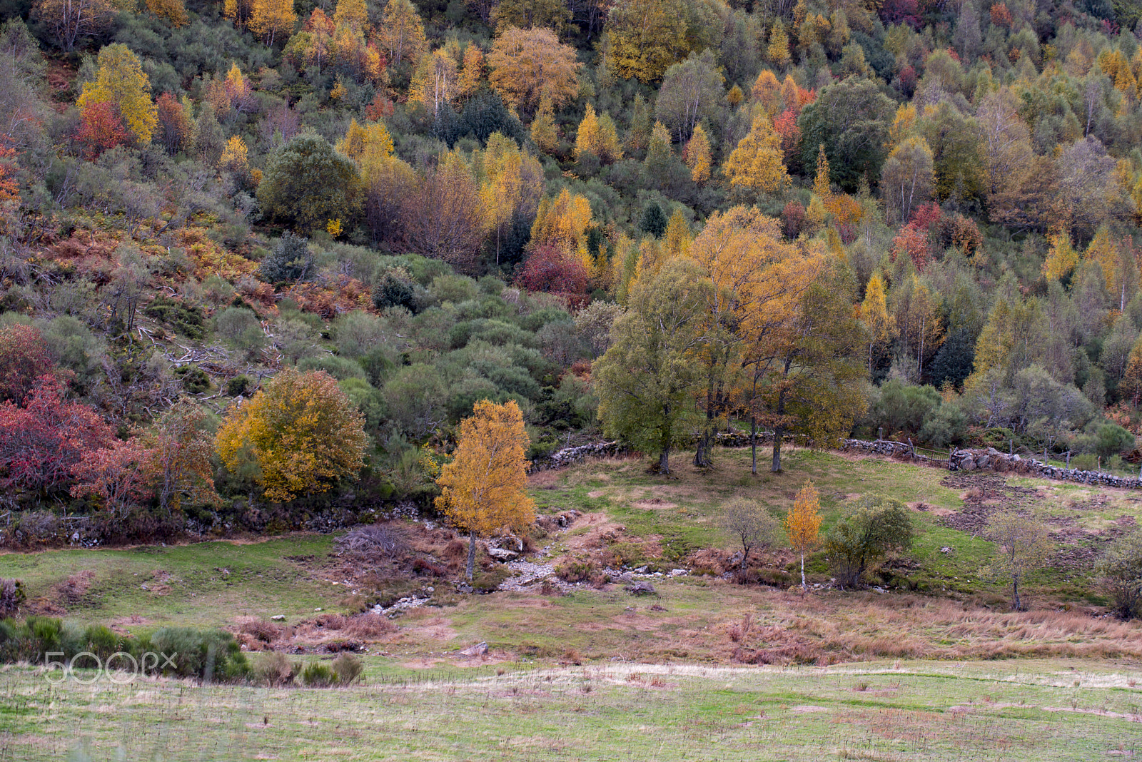 Sigma 50-500mm F4.5-6.3 DG OS HSM sample photo. Colores de otoño photography