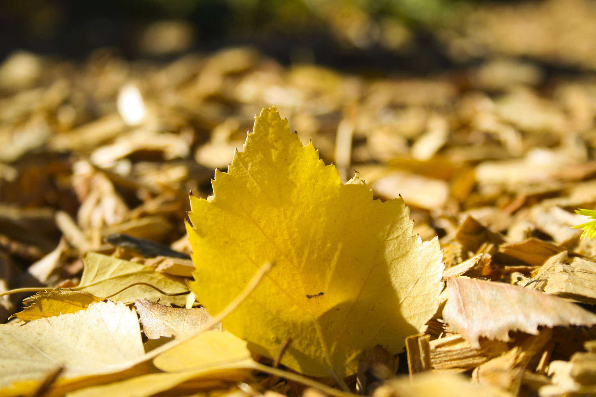 Canon EOS 30D + Canon EF-S 18-55mm F3.5-5.6 sample photo. Autumn leaves photography