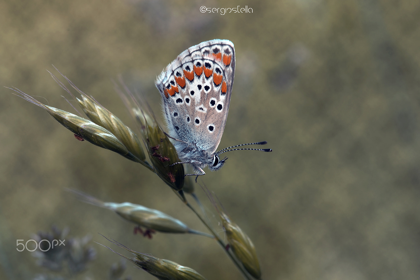 Sigma 150mm F2.8 EX DG Macro HSM sample photo. Lycaenidae__ photography
