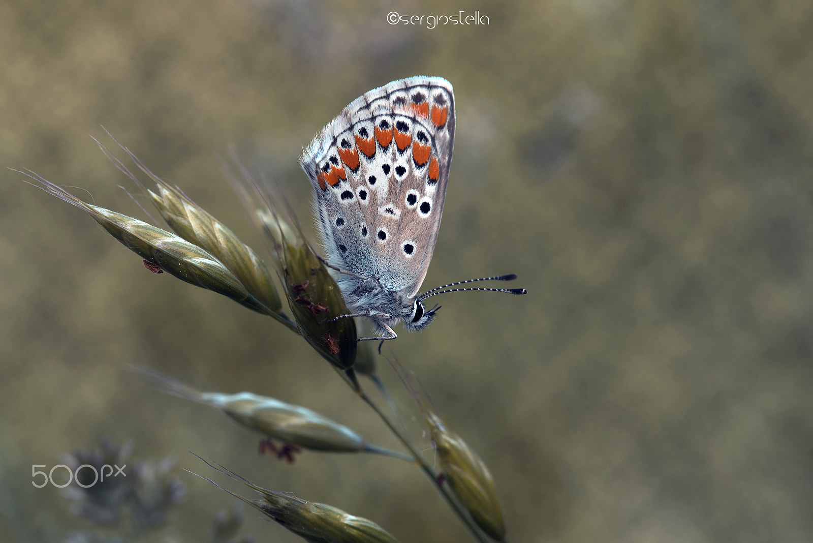 Nikon D610 sample photo. Lycaenidae__ photography