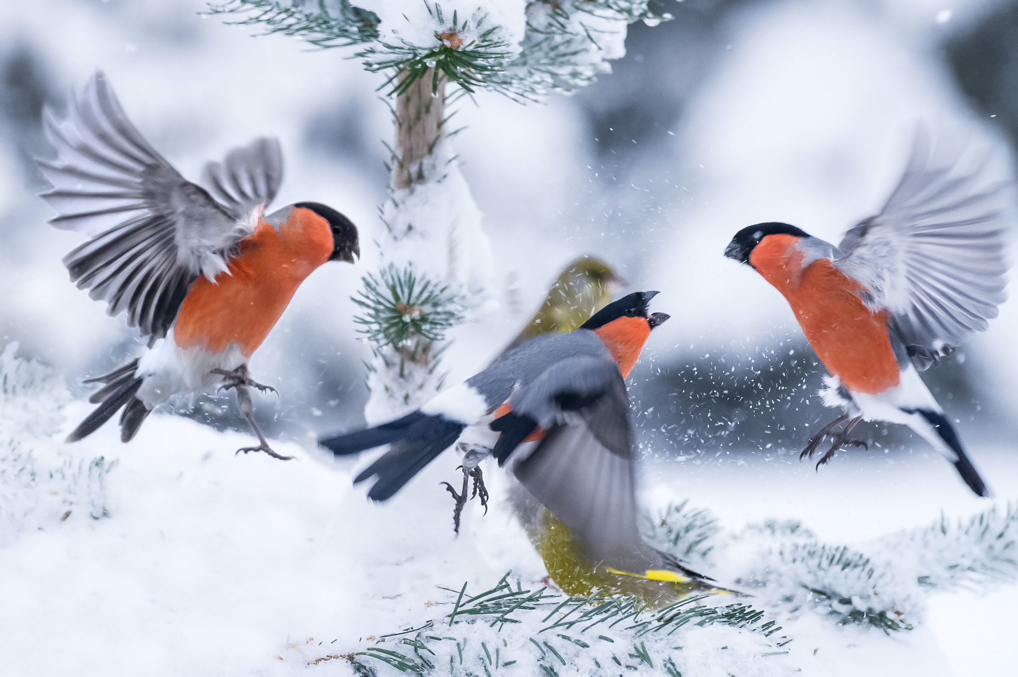 Nikon D3S + Nikon AF-S Nikkor 70-300mm F4.5-5.6G VR sample photo. Bullfinches in snow fight photography