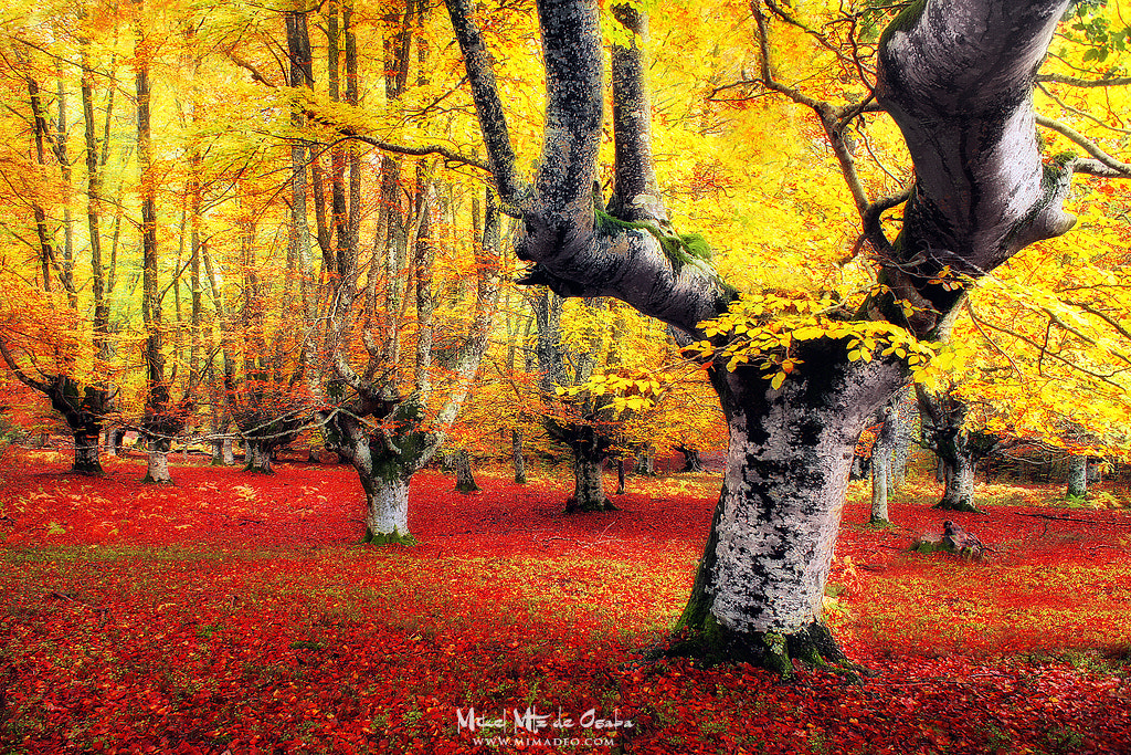 Sony Alpha NEX-3 + Sony E 16mm F2.8 sample photo. Color explosion photography