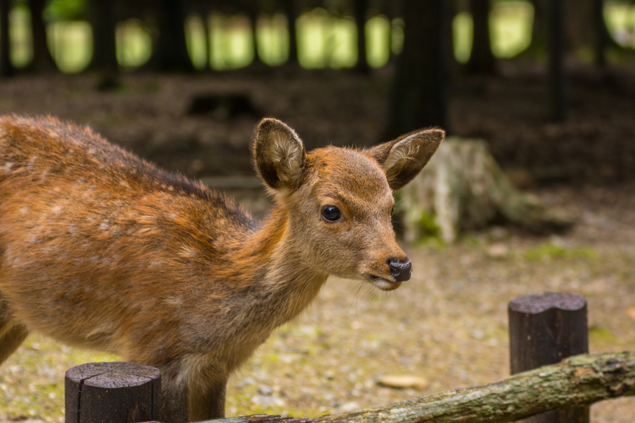 Tamron SP 70-300mm F4-5.6 Di USD sample photo. Fawn in nara japan photography