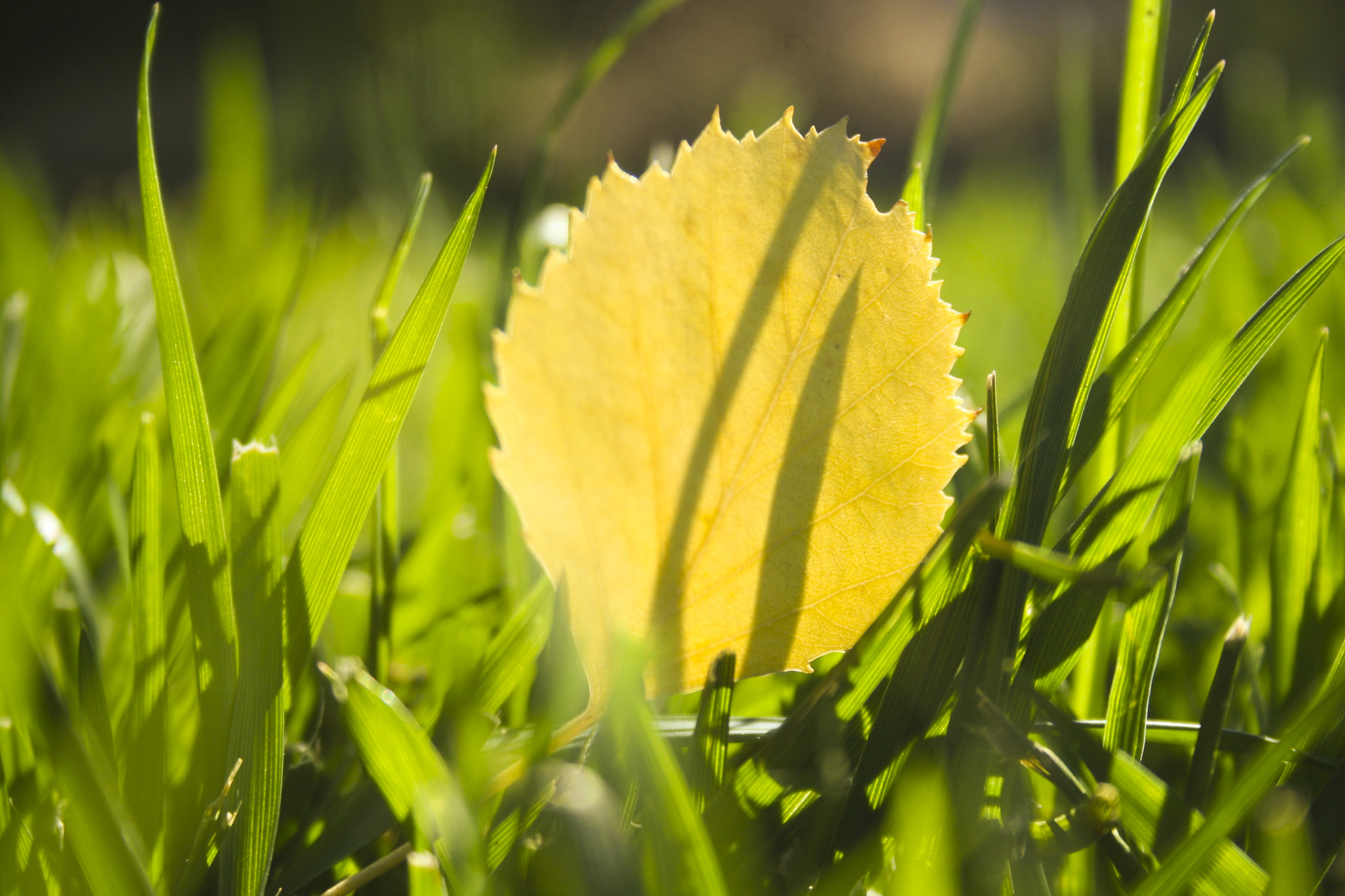 Canon EF-S 18-55mm F3.5-5.6 sample photo. Leaf in the grass photography