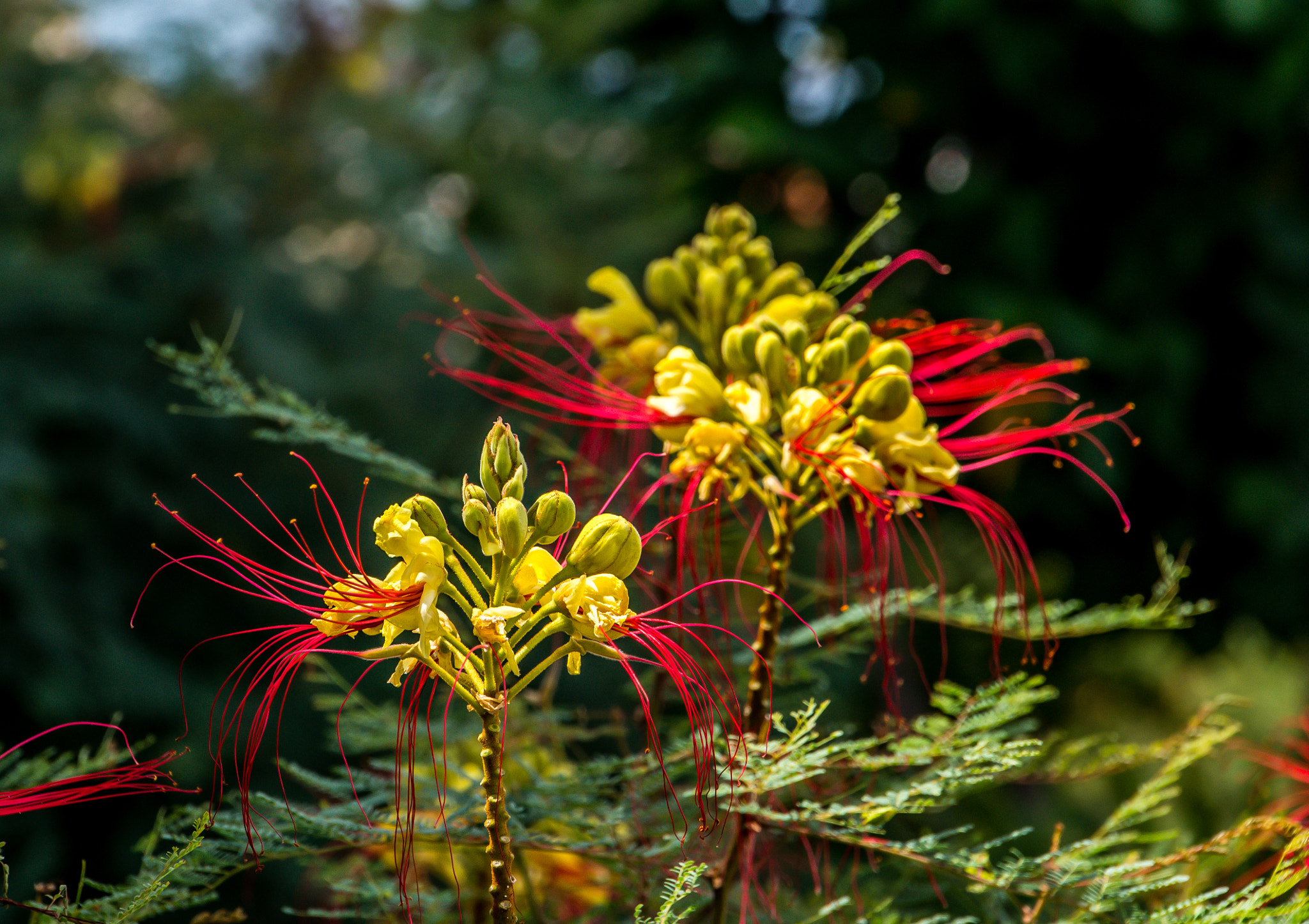 Nikon D800 sample photo. Flower on sal photography