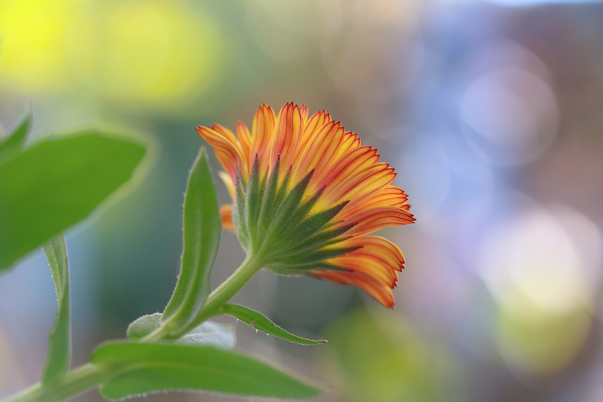 Canon EOS 760D (EOS Rebel T6s / EOS 8000D) + Canon EF-S 60mm F2.8 Macro USM sample photo. Back of petal. do you know the back of me? photography