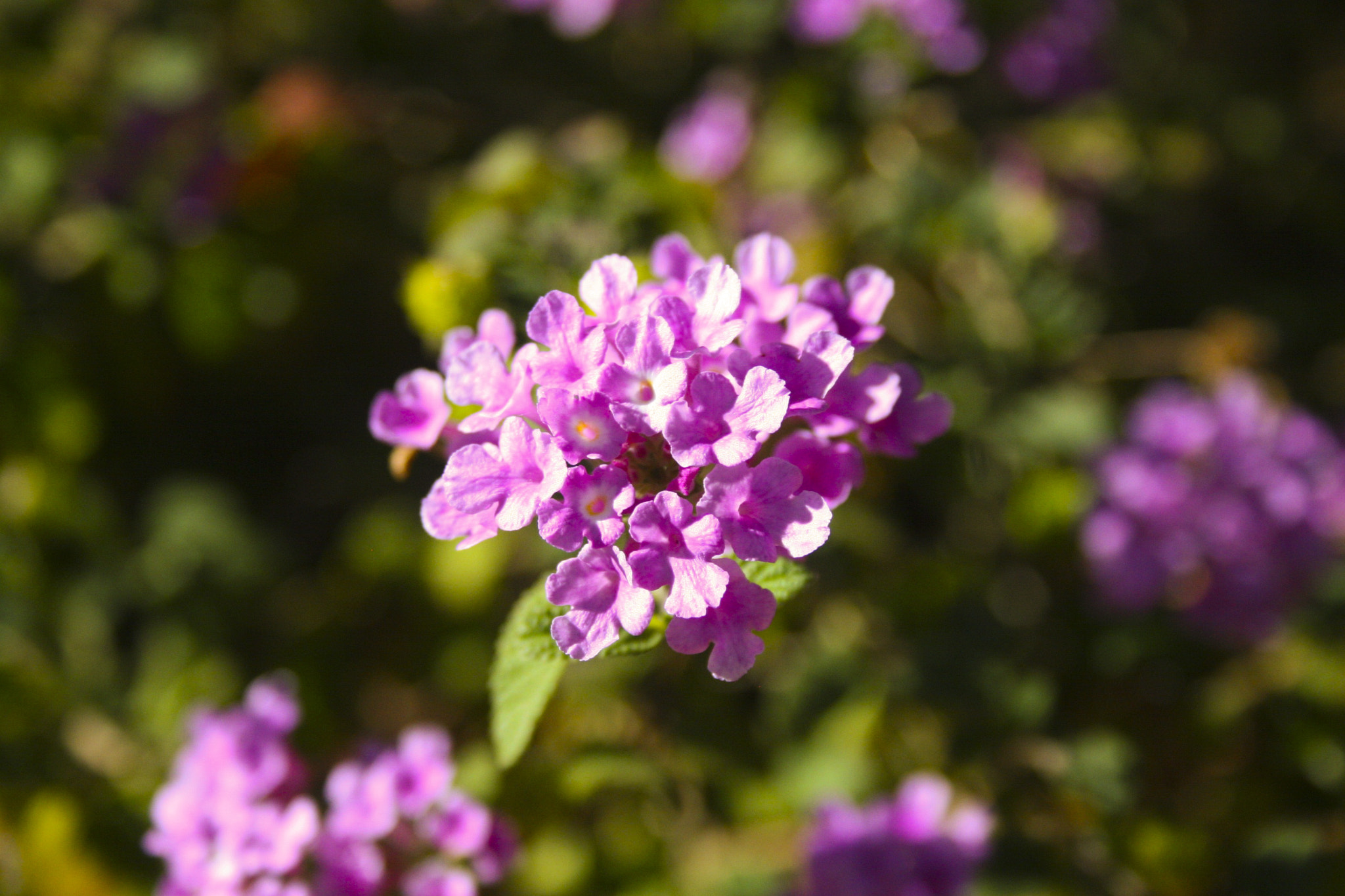 Canon EOS 30D sample photo. Flower in the bush photography