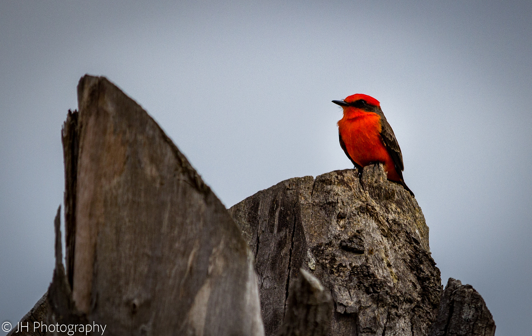 Canon EF-S 55-250mm F4-5.6 IS STM sample photo. Vermilion flycatcher in south texas (zapata county) photography