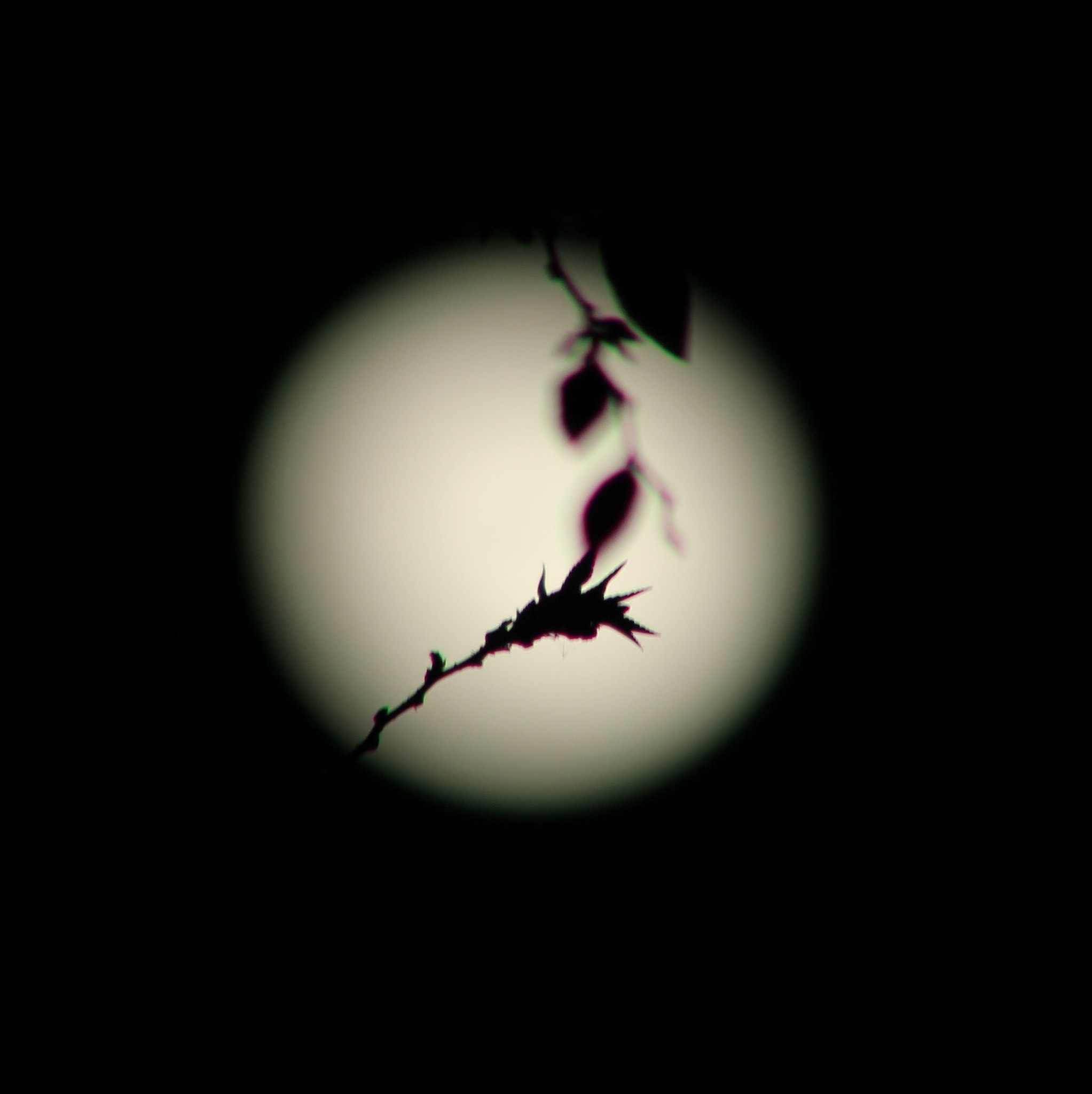 Canon EOS 550D (EOS Rebel T2i / EOS Kiss X4) sample photo. Supermoon photography