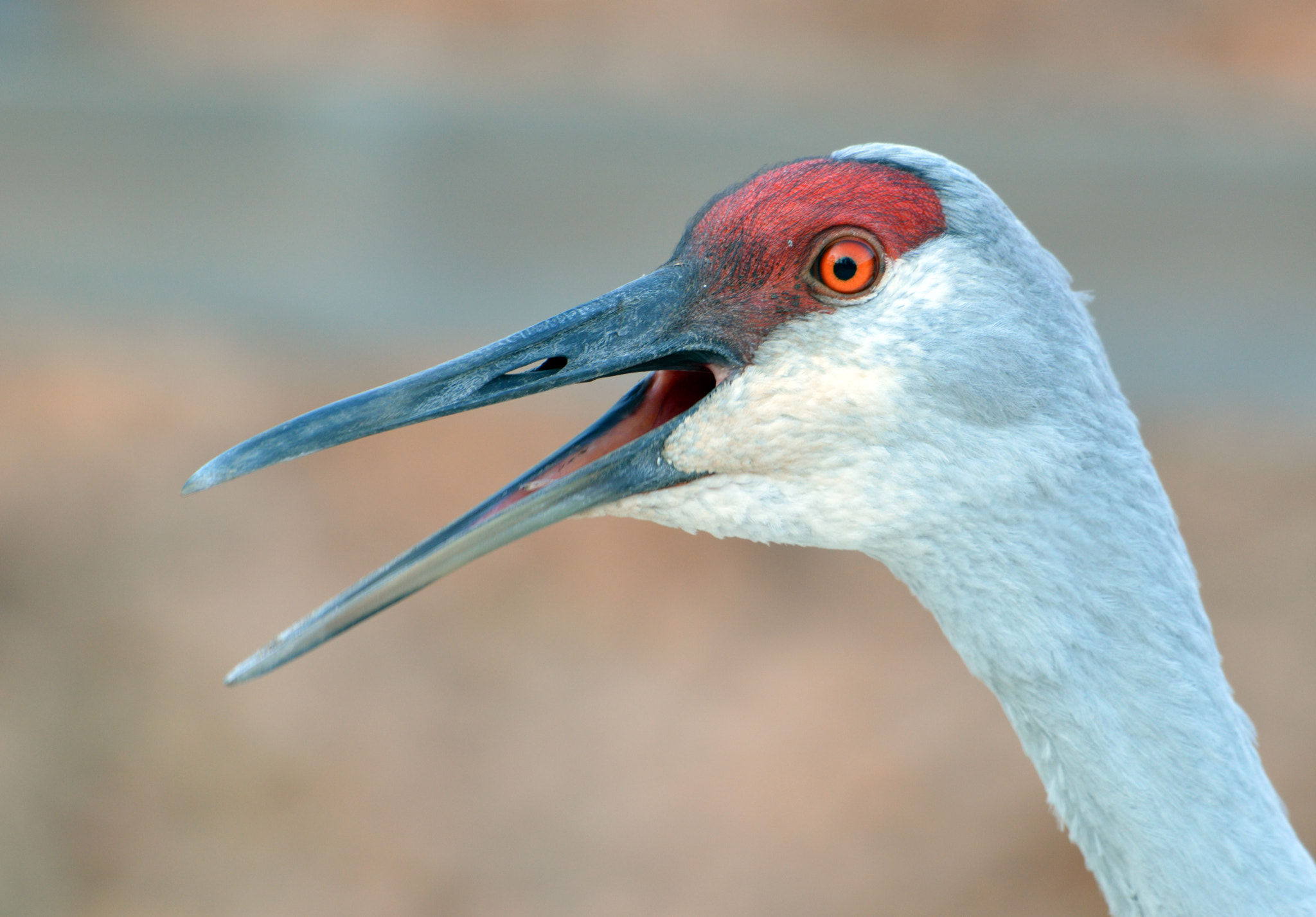 Nikon AF-S Nikkor 200-500mm F5.6E ED VR sample photo. Sandhill crane calling photography