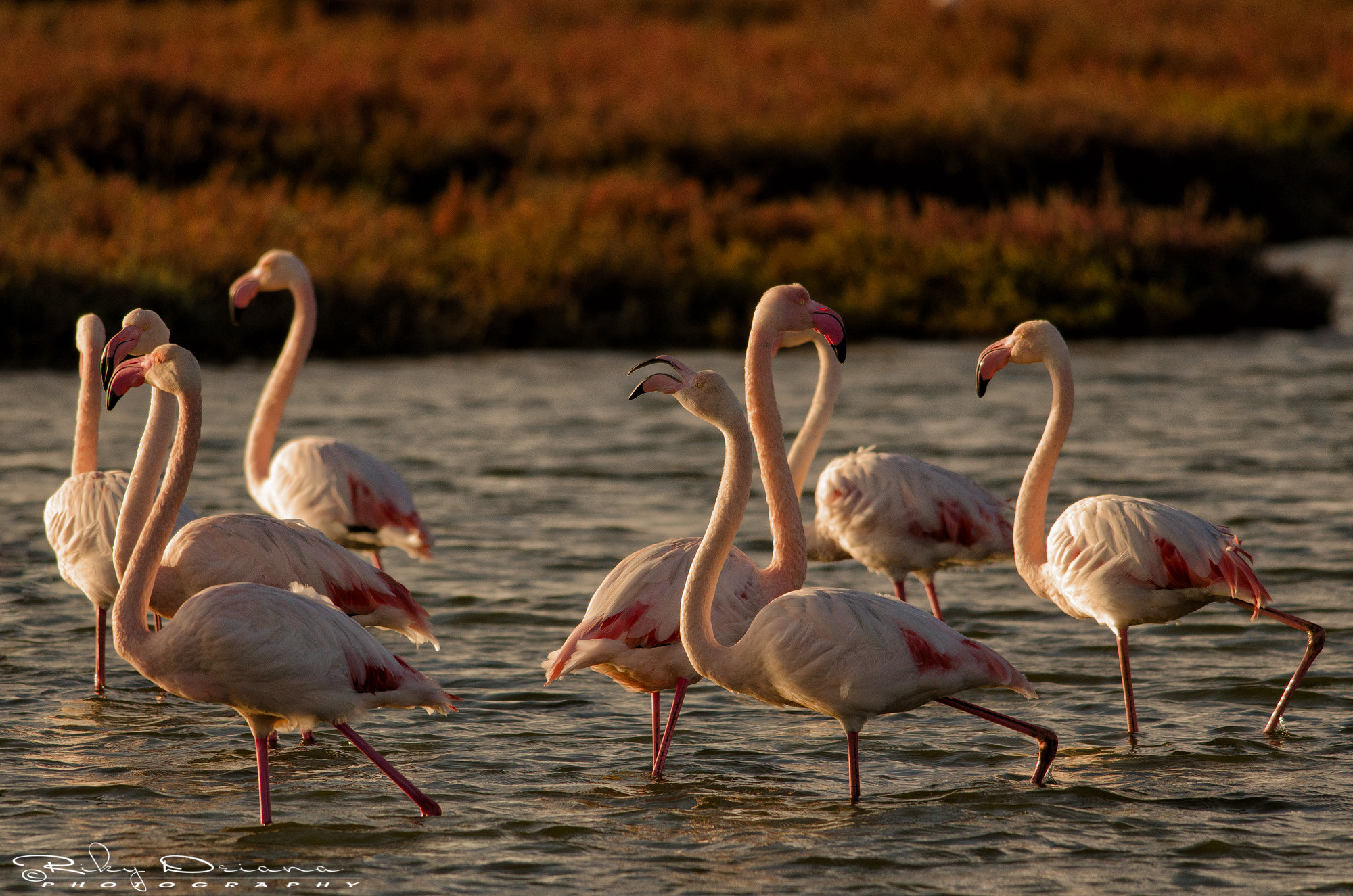 Nikon D7000 + Nikon AF-S Nikkor 300mm F4D ED-IF sample photo. Flamingos @sunset photography