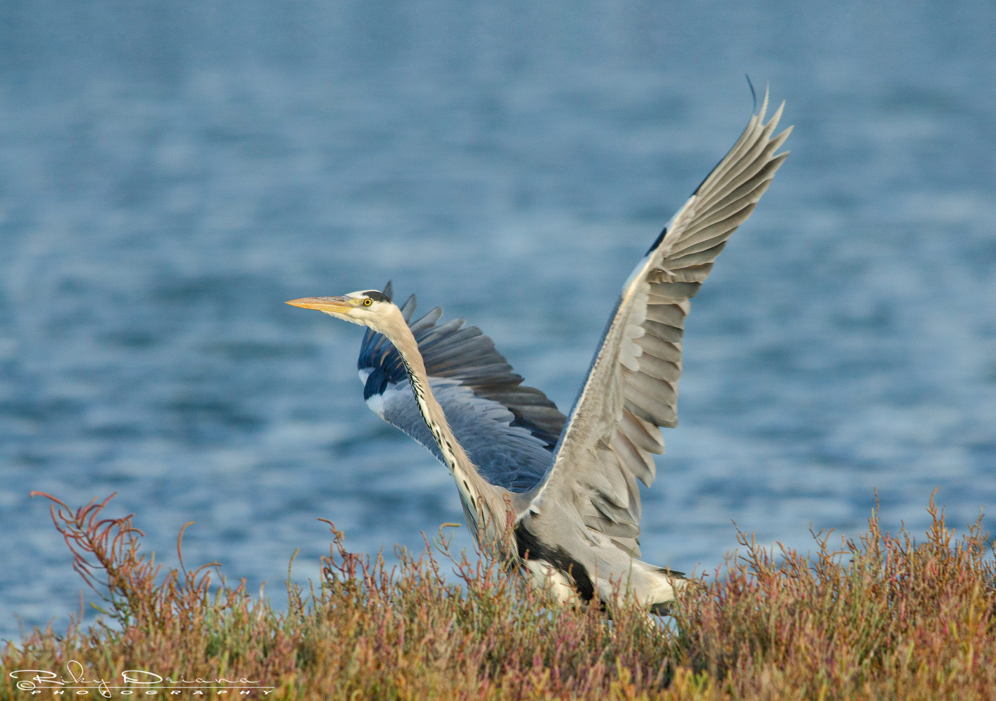 Nikon D7000 + Nikon AF-S Nikkor 300mm F4D ED-IF sample photo. The escape photography