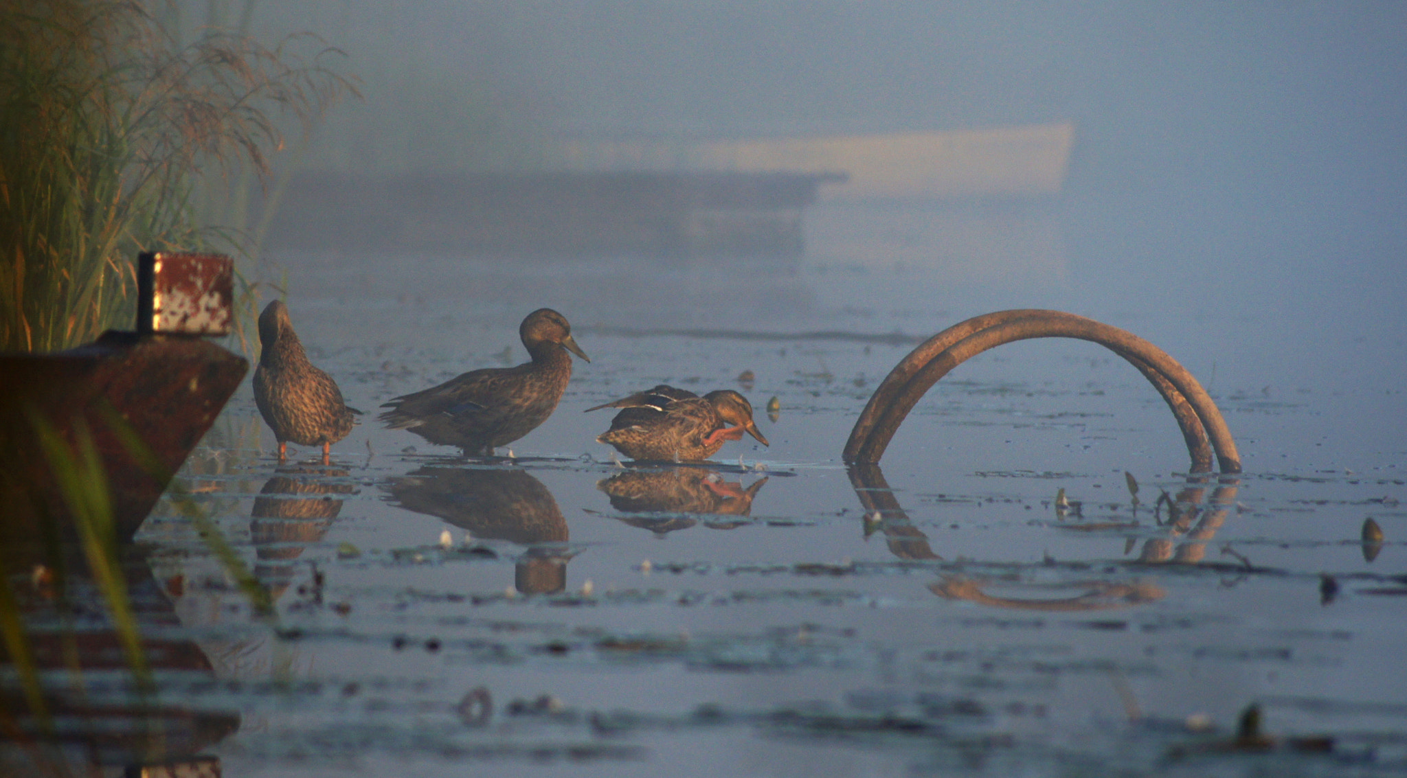 Sony Alpha DSLR-A500 sample photo. Ducklings photography