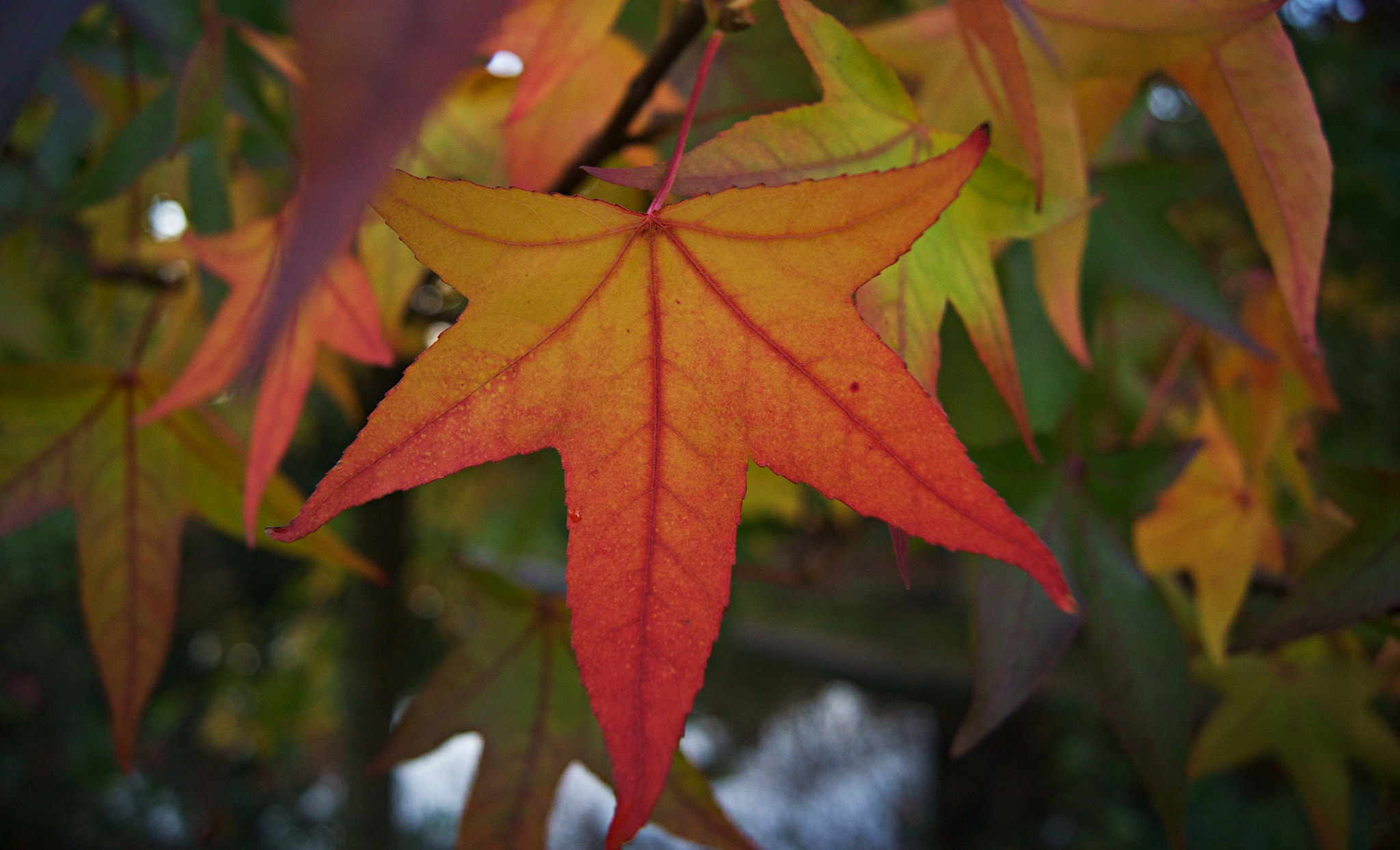 Sony Alpha DSLR-A500 + Sony DT 18-55mm F3.5-5.6 SAM II sample photo. Autumn leaf photography