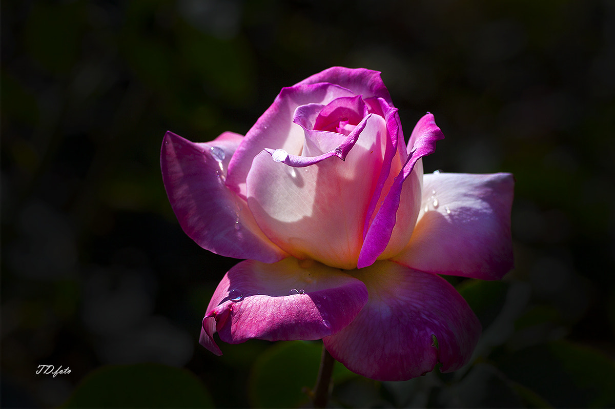 Canon EOS 40D sample photo. Rose photography