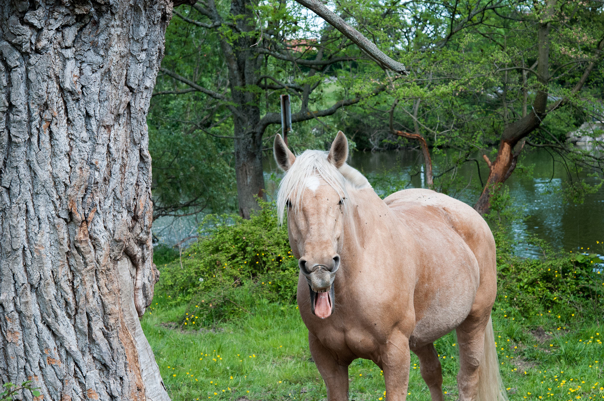 Nikon AF-S Micro-Nikkor 60mm F2.8G ED sample photo. Are you kidding me! photography