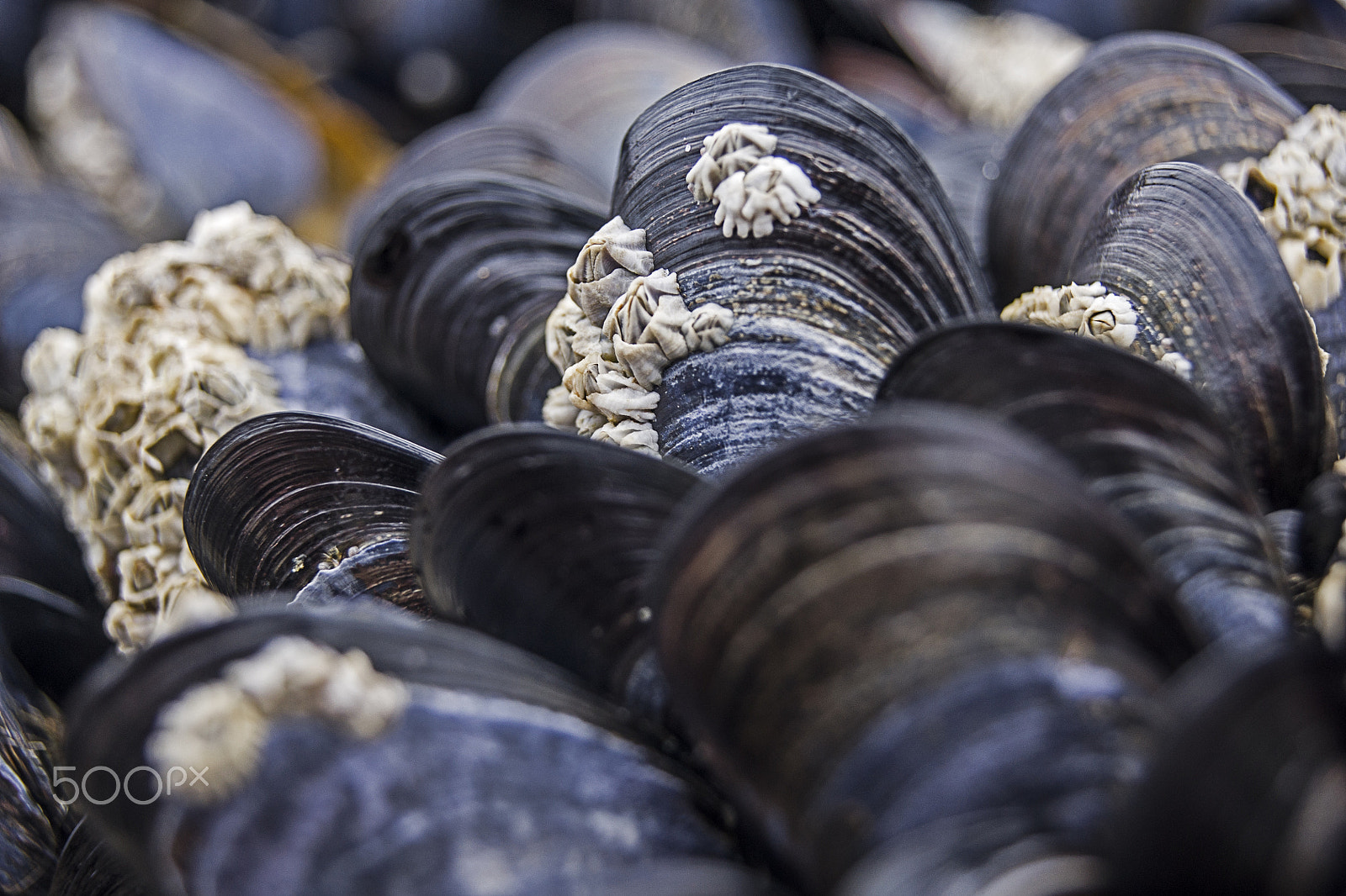 Sony Alpha DSLR-A500 sample photo. Mussels at the beach photography
