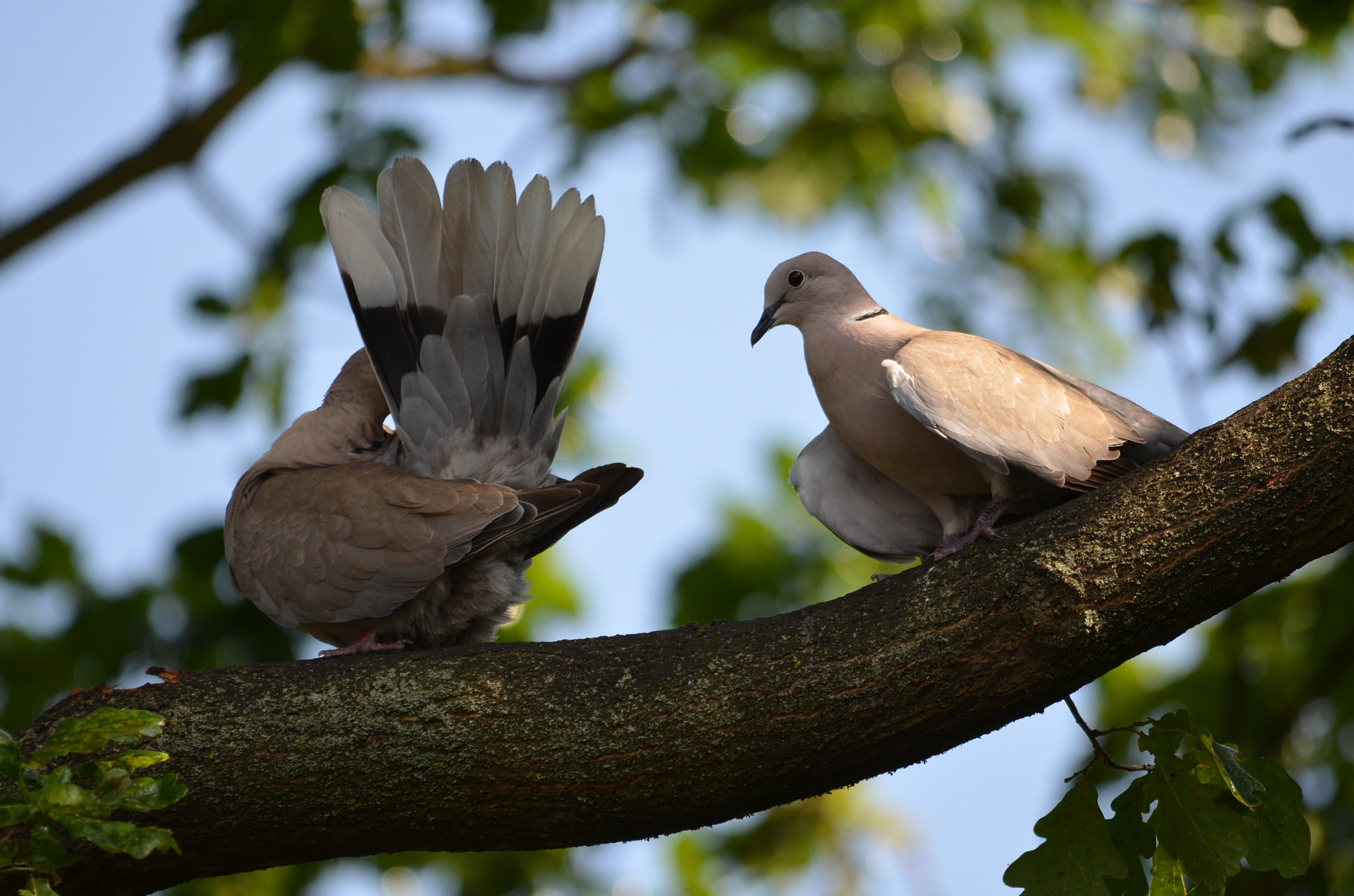 Sigma 150-500mm F5-6.3 DG OS HSM sample photo. Hide & seek photography