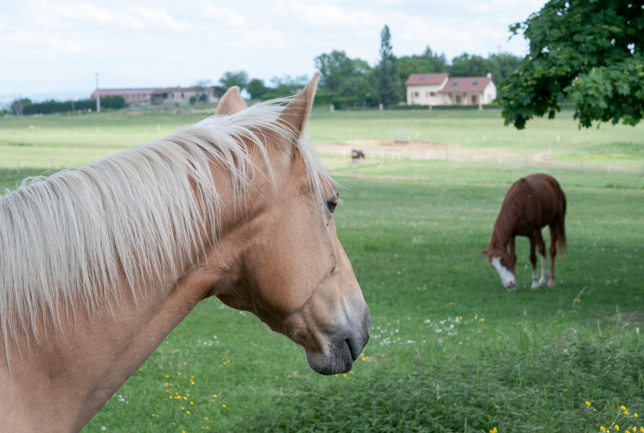 Nikon AF-S Micro-Nikkor 60mm F2.8G ED sample photo. Sprit the stallion photography