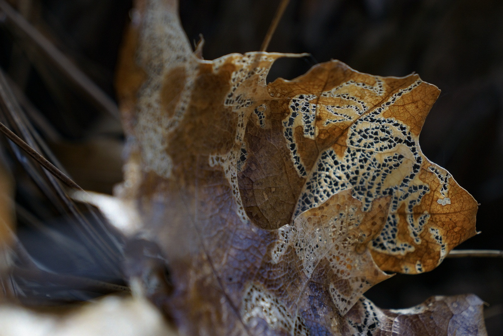 Sony Alpha NEX-6 sample photo. Natural pattern photography