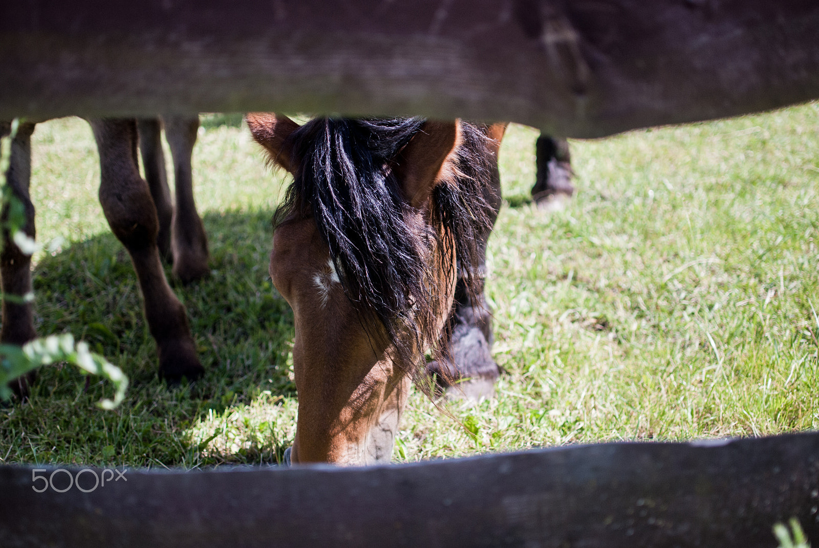 Nikon D200 + Nikon AF-S DX Nikkor 35mm F1.8G sample photo. Horse pen photography