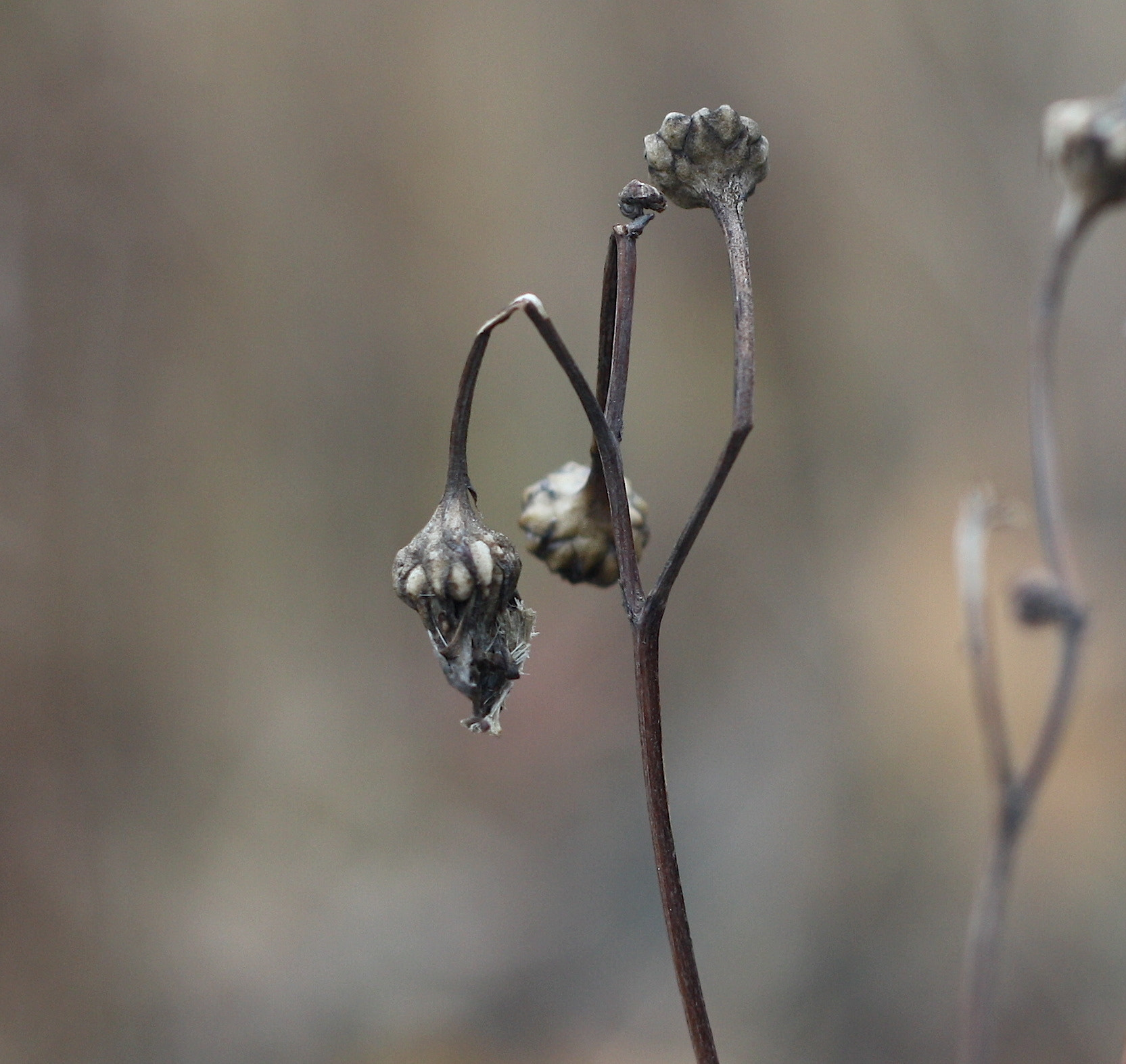 Canon EOS 450D (EOS Rebel XSi / EOS Kiss X2) sample photo. What goes up... photography