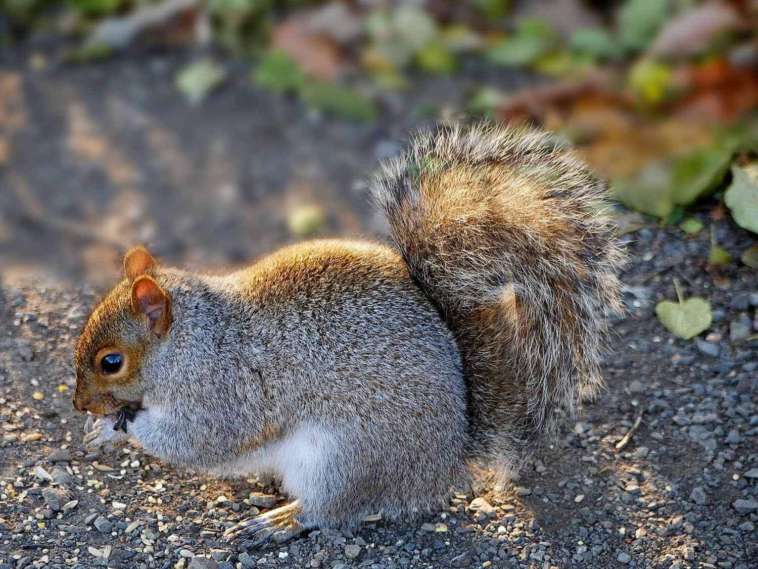 Panasonic Lumix G Vario 45-200mm F4-5.6 OIS sample photo. Squirrel photography