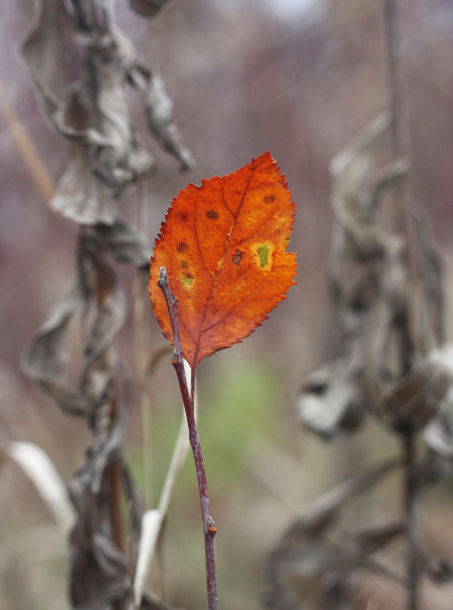 Canon EOS 450D (EOS Rebel XSi / EOS Kiss X2) sample photo. The flaming leaf photography