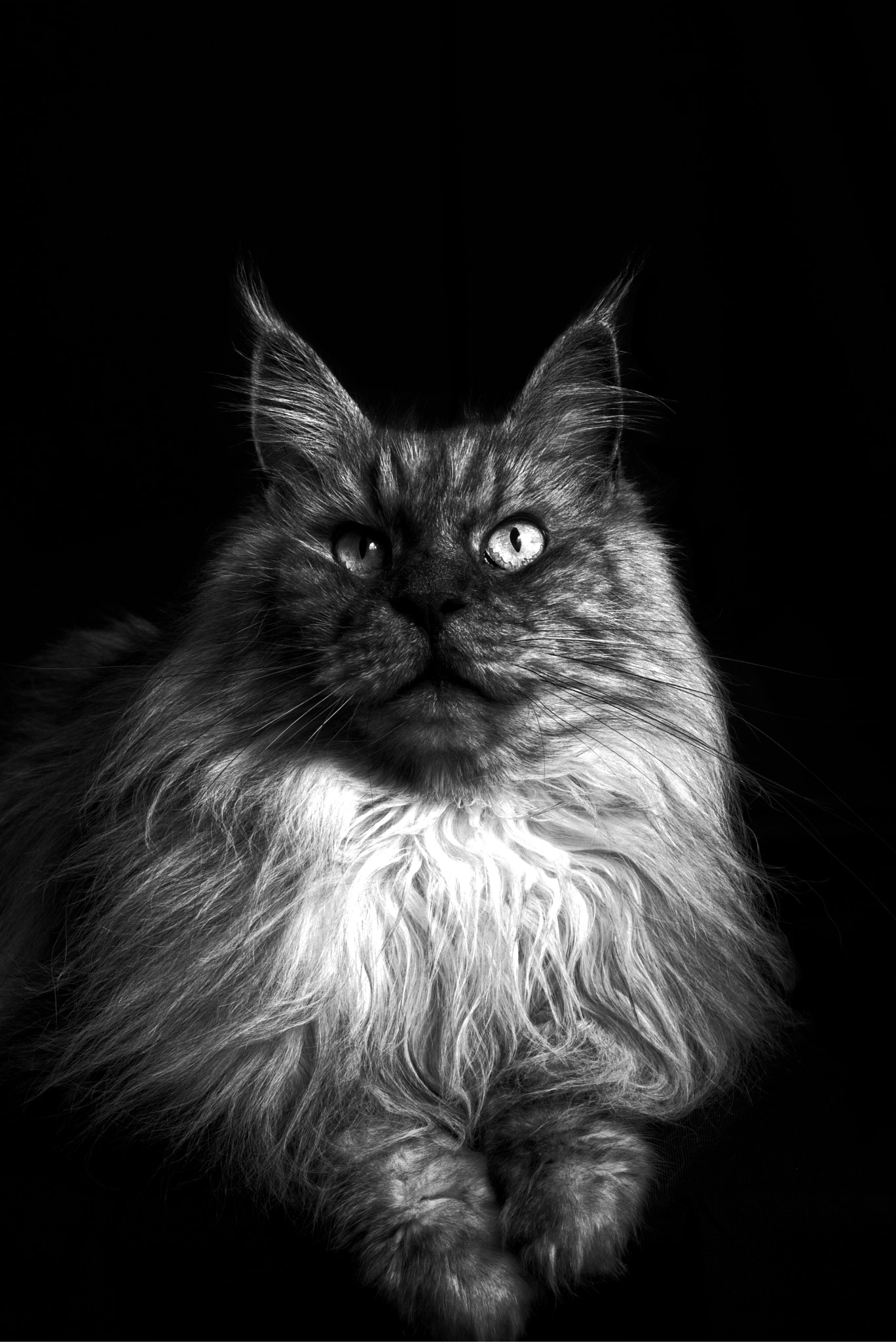Sony ILCA-77M2 sample photo. Maine coon cat photography