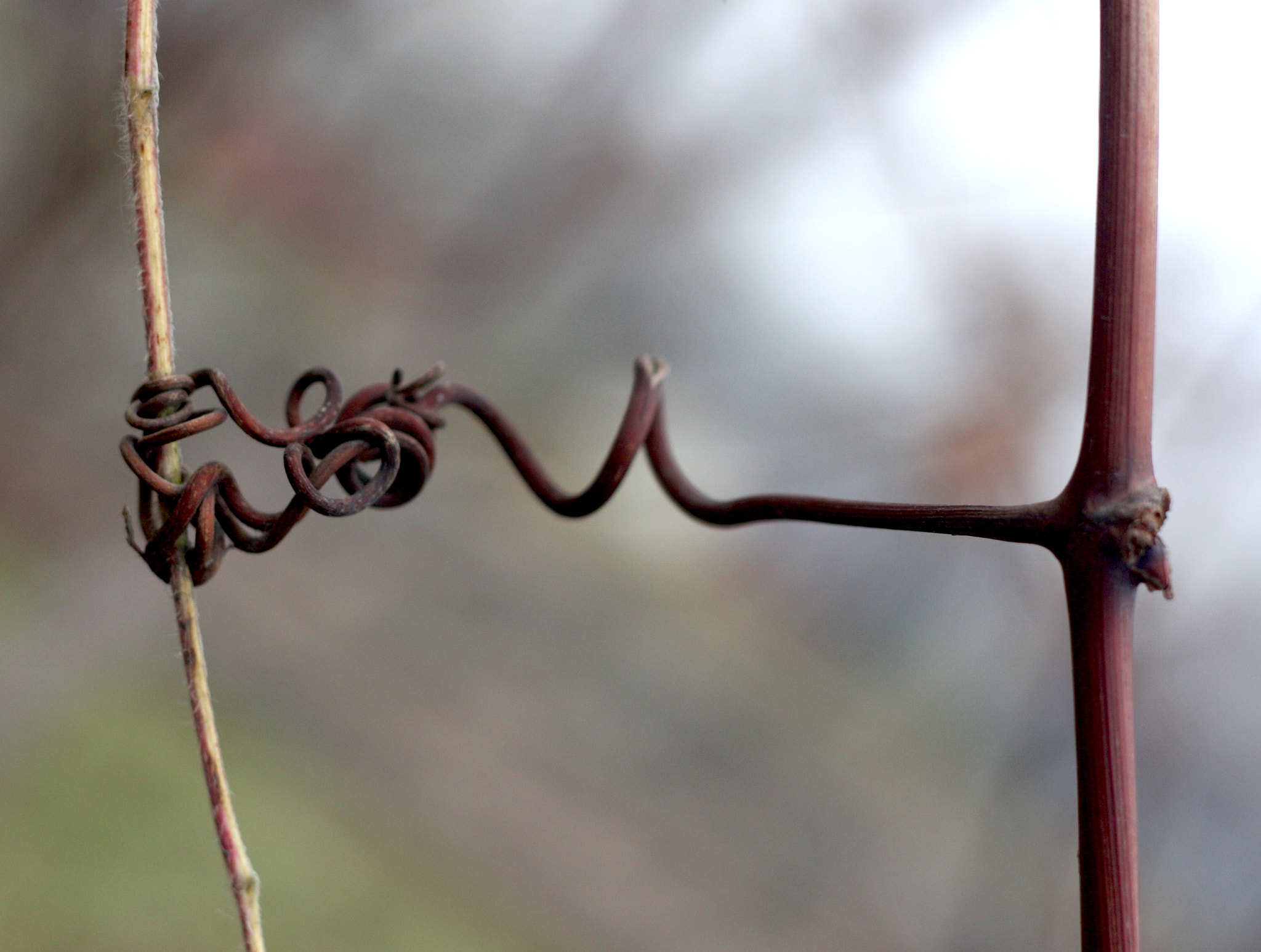 Canon EOS 450D (EOS Rebel XSi / EOS Kiss X2) sample photo. The twisted link photography
