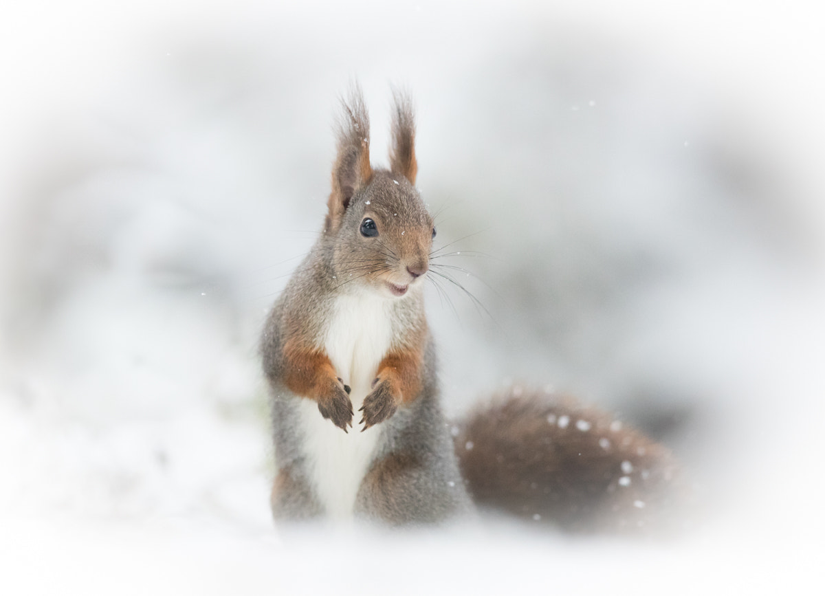 Canon EF 300mm F2.8L IS II USM sample photo. Squirrel in snow photography
