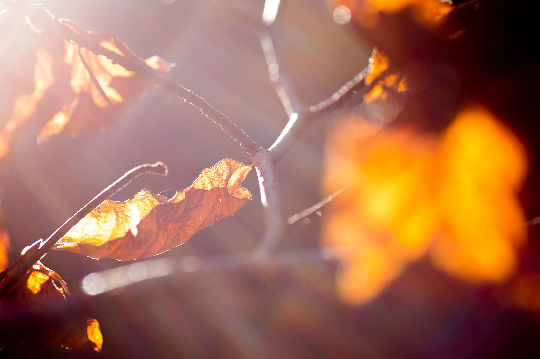 Nikon D3200 sample photo. Tree of light photography