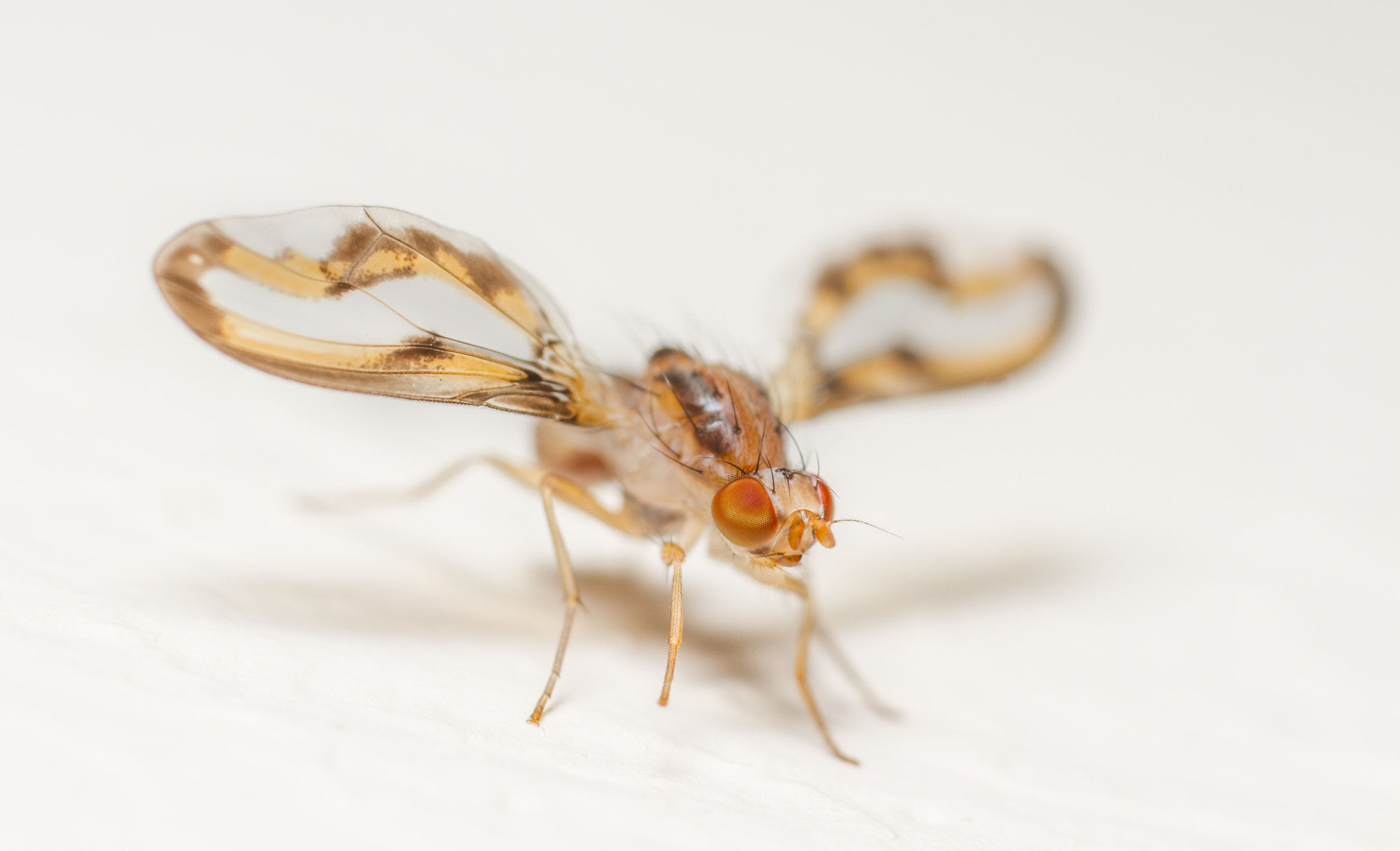 Canon MP-E 65mm F2.5 1-5x Macro Photo sample photo. Palloptera muliebris photography
