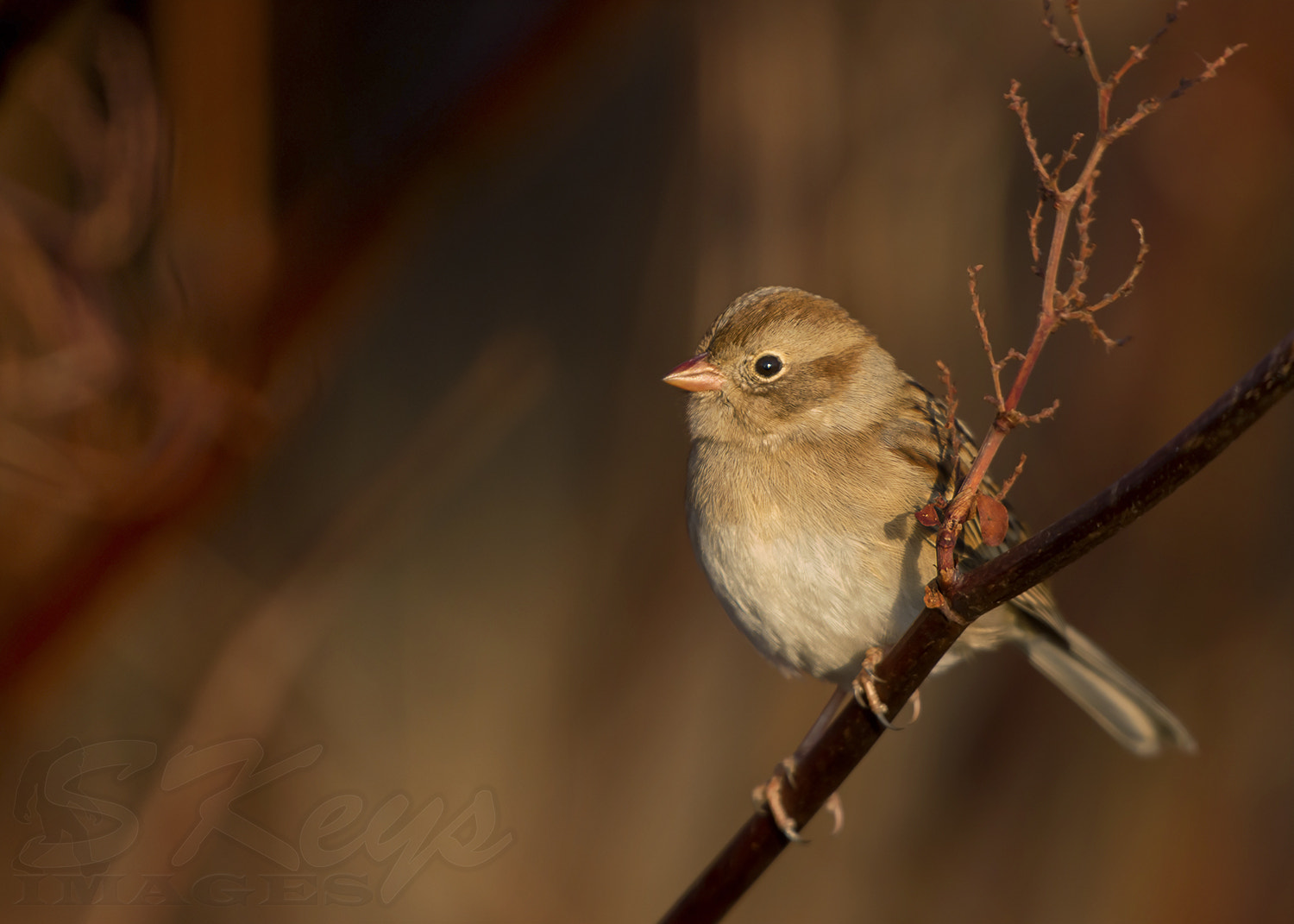 Nikon D7200 + Sigma 500mm F4.5 EX DG HSM sample photo. Merlot (field sparrow) photography