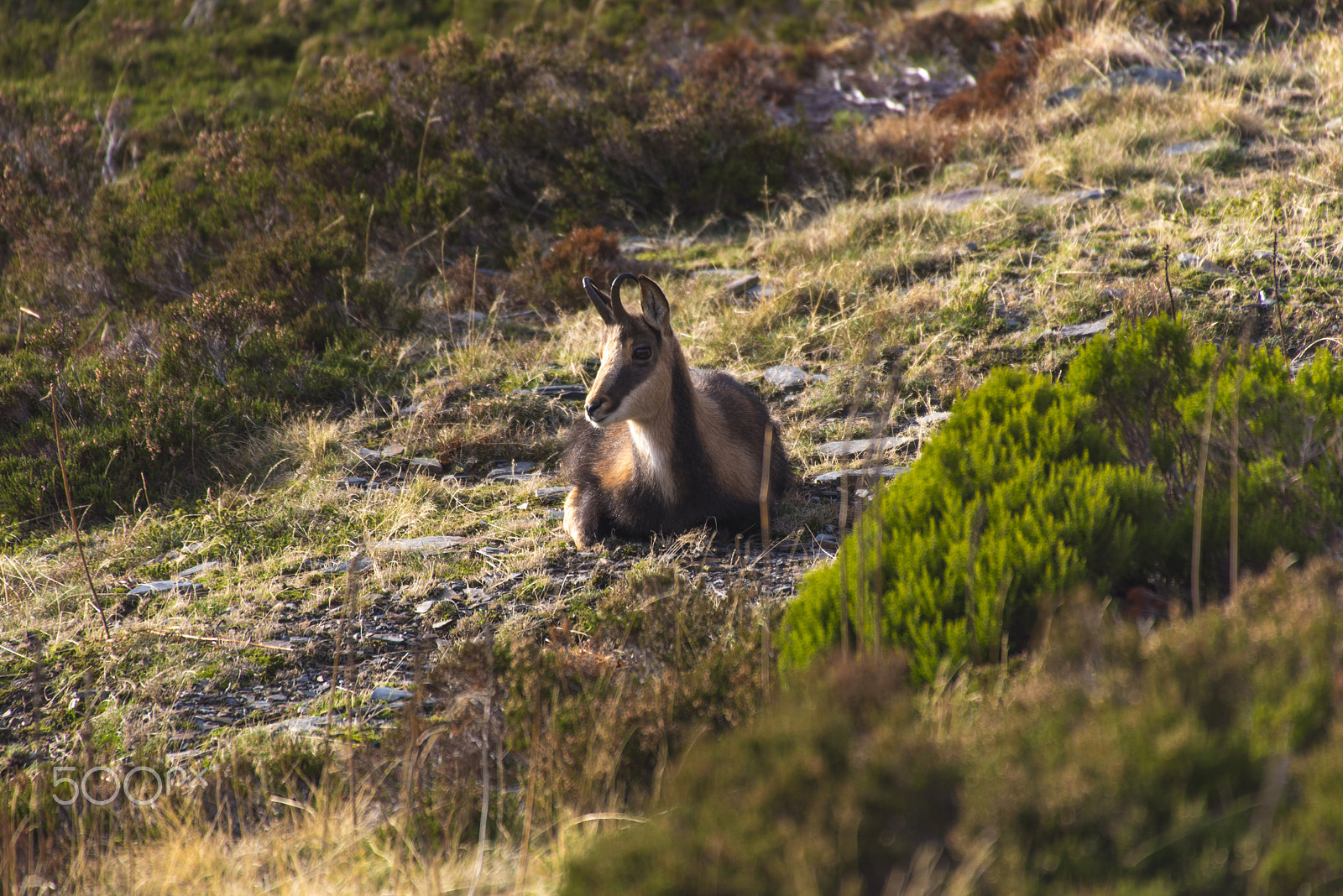 Sigma 50-500mm F4.5-6.3 DG OS HSM sample photo. Reposo del rebeco photography