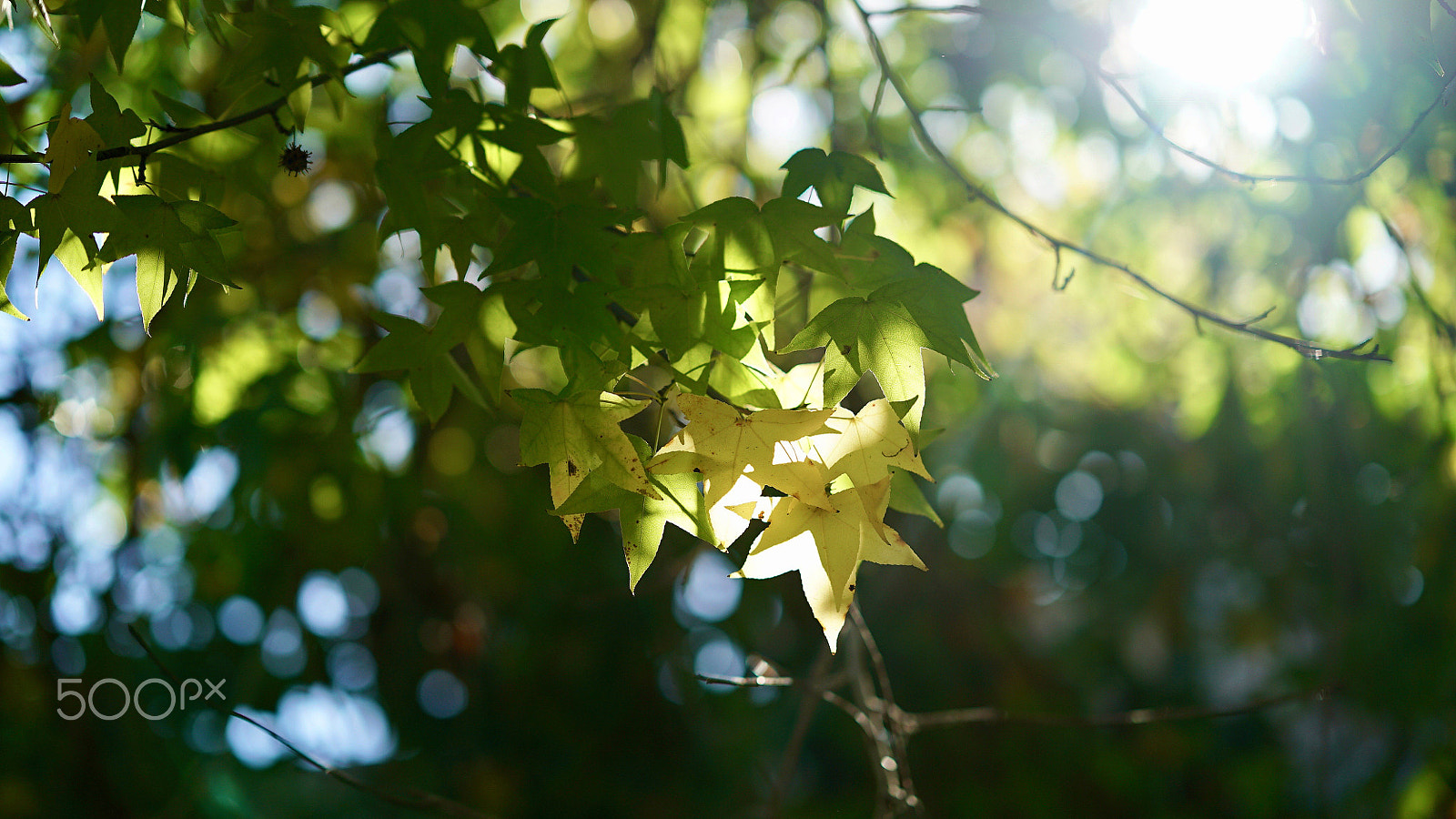 Sony FE 85mm F1.4 GM sample photo. Salvation photography