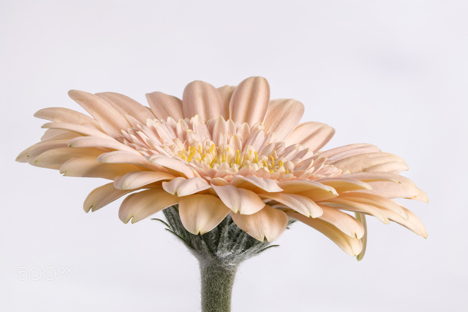Sigma 105mm F2.8 EX DG OS HSM sample photo. Peach gerbera photography