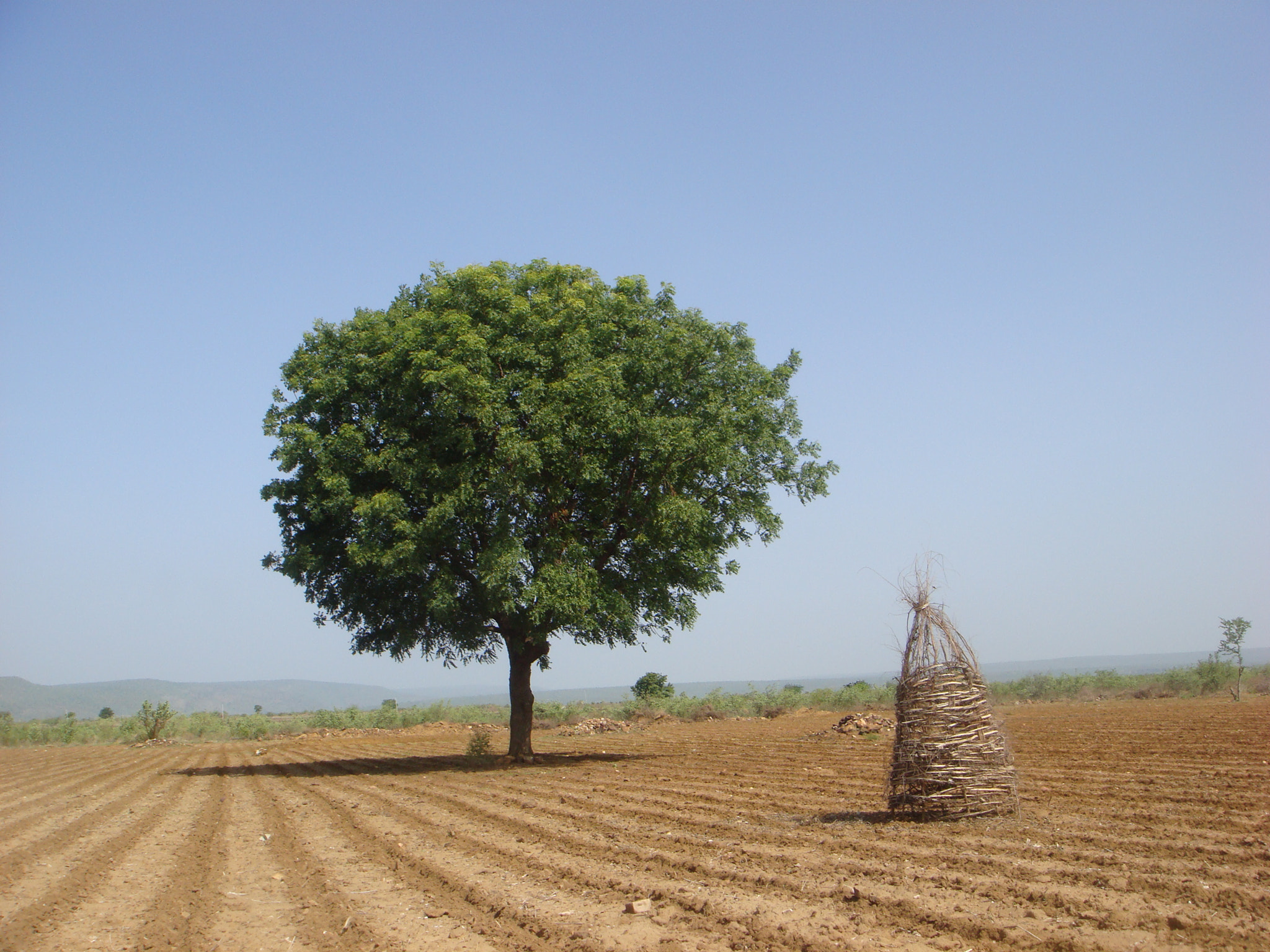 Sony DSC-T20 sample photo. Farmer loves trees photography