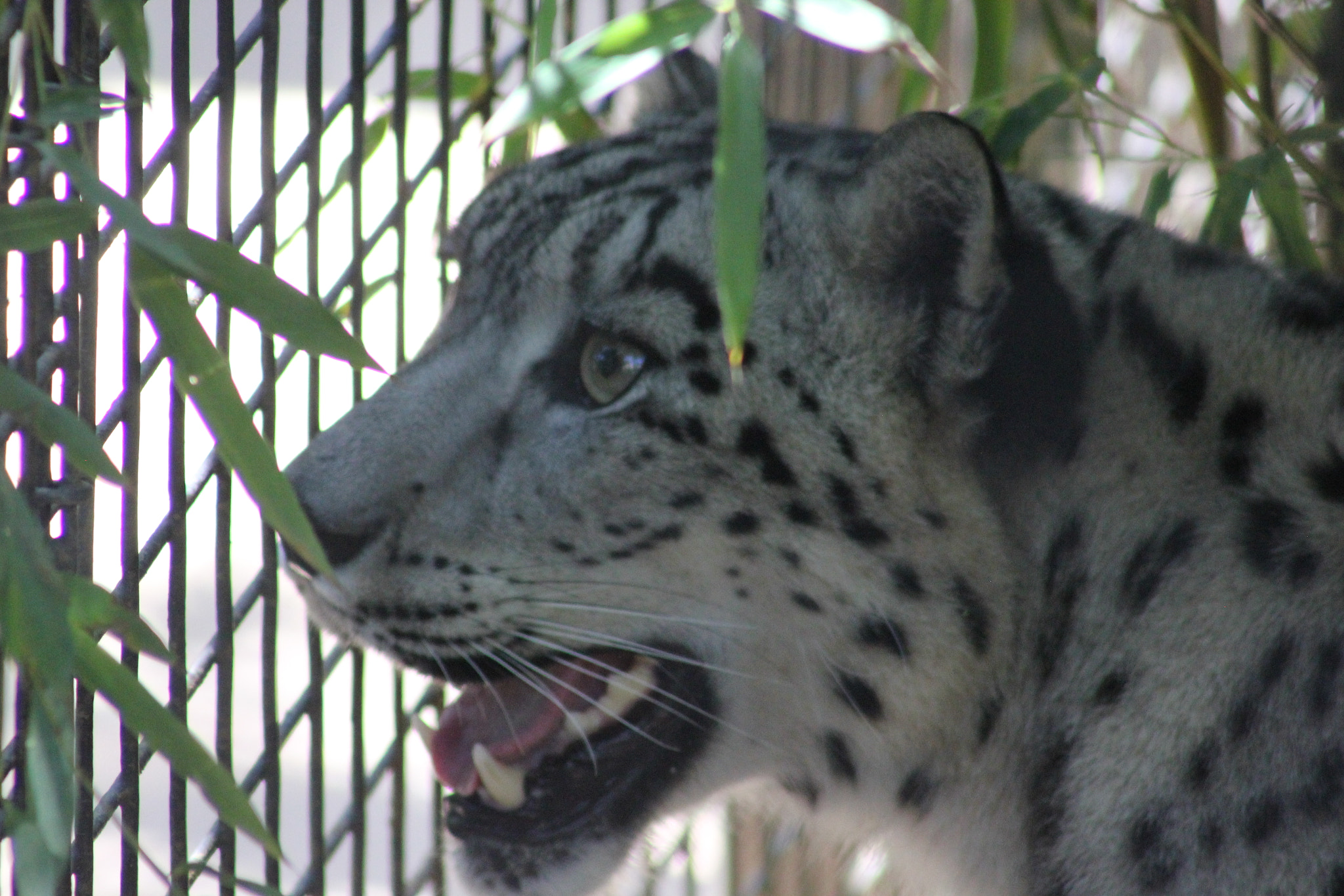 Canon EOS 550D (EOS Rebel T2i / EOS Kiss X4) + EF75-300mm f/4-5.6 sample photo. Big kitty photography