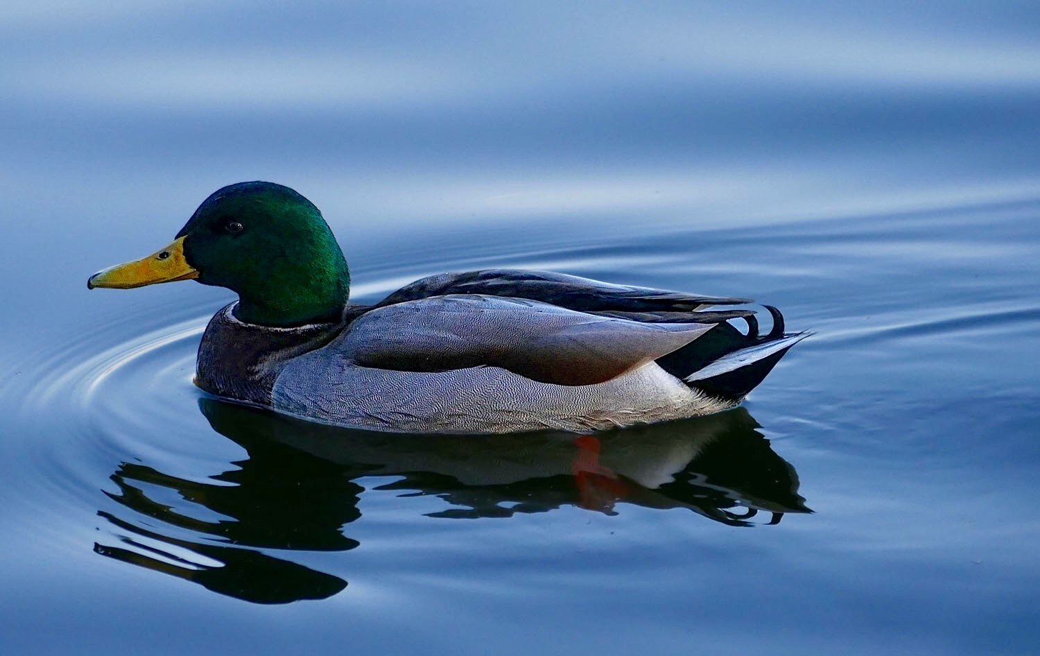 Panasonic Lumix G Vario 45-200mm F4-5.6 OIS sample photo. Wildlife photography