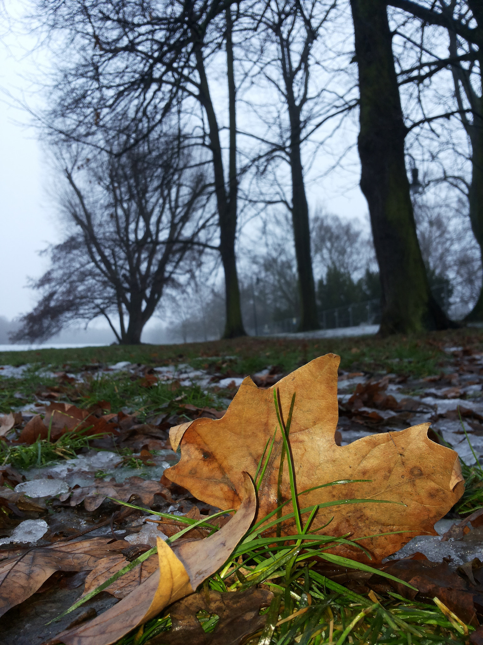 Samsung Galaxy S2 Plus sample photo. Herbstblatt im wintergras photography
