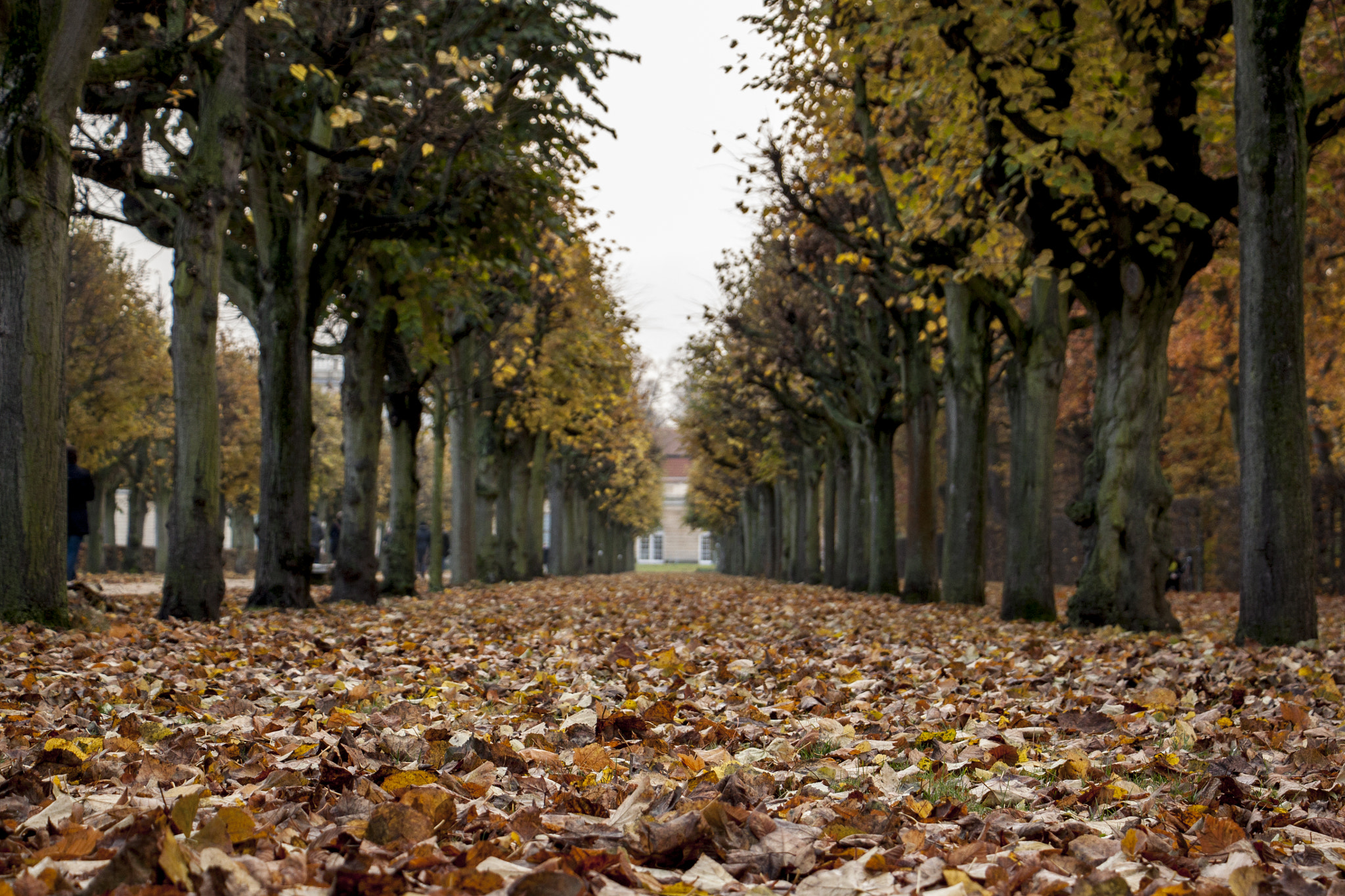 Canon EOS 500D (EOS Rebel T1i / EOS Kiss X3) sample photo. Carpet of leaves photography