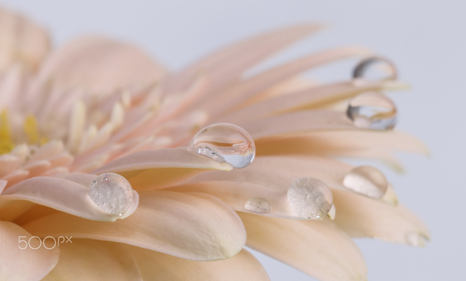 Sigma 105mm F2.8 EX DG OS HSM sample photo. Gerbera droplet photography
