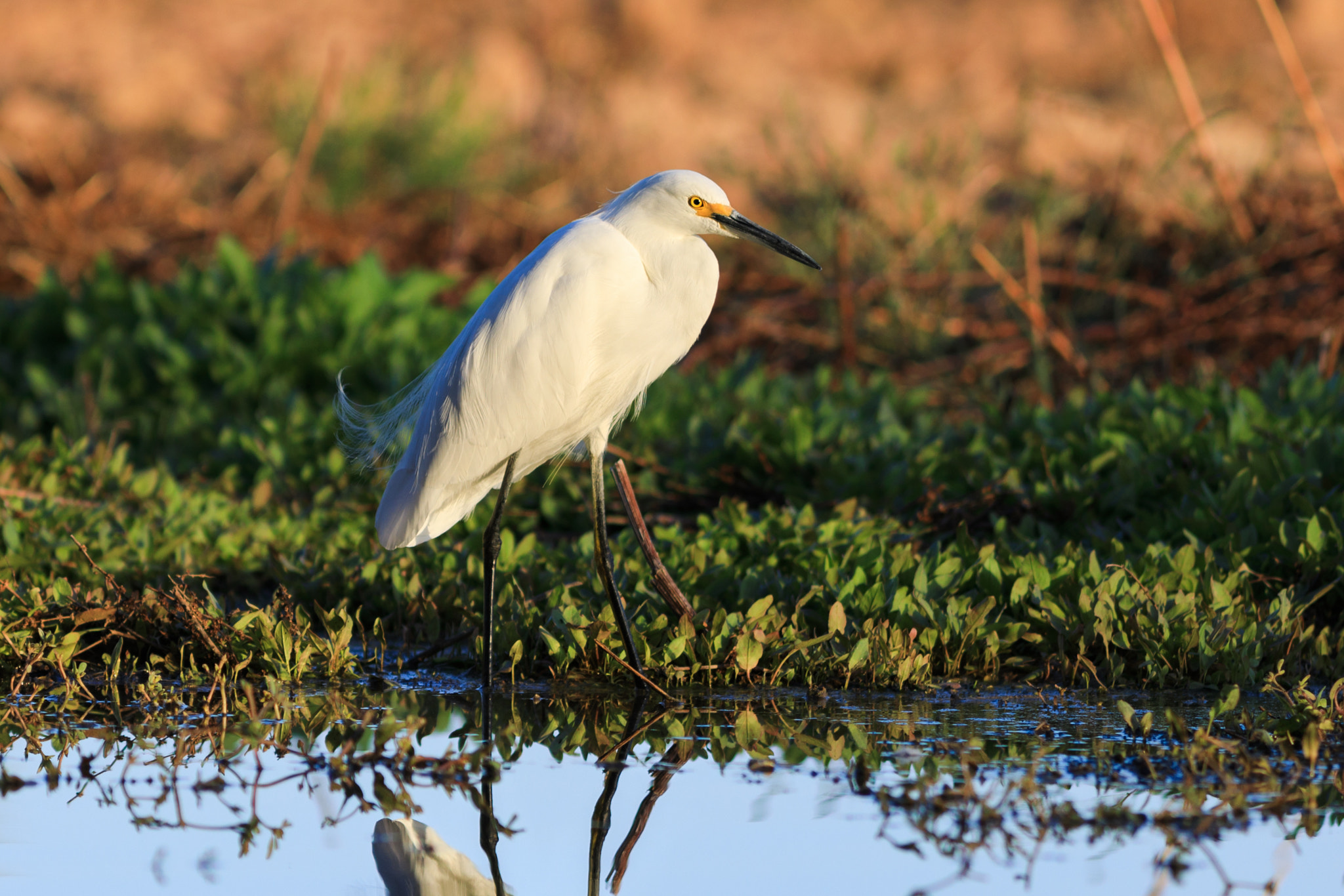 Canon EOS 5D Mark IV sample photo. Yase - yet another snowy egret photography