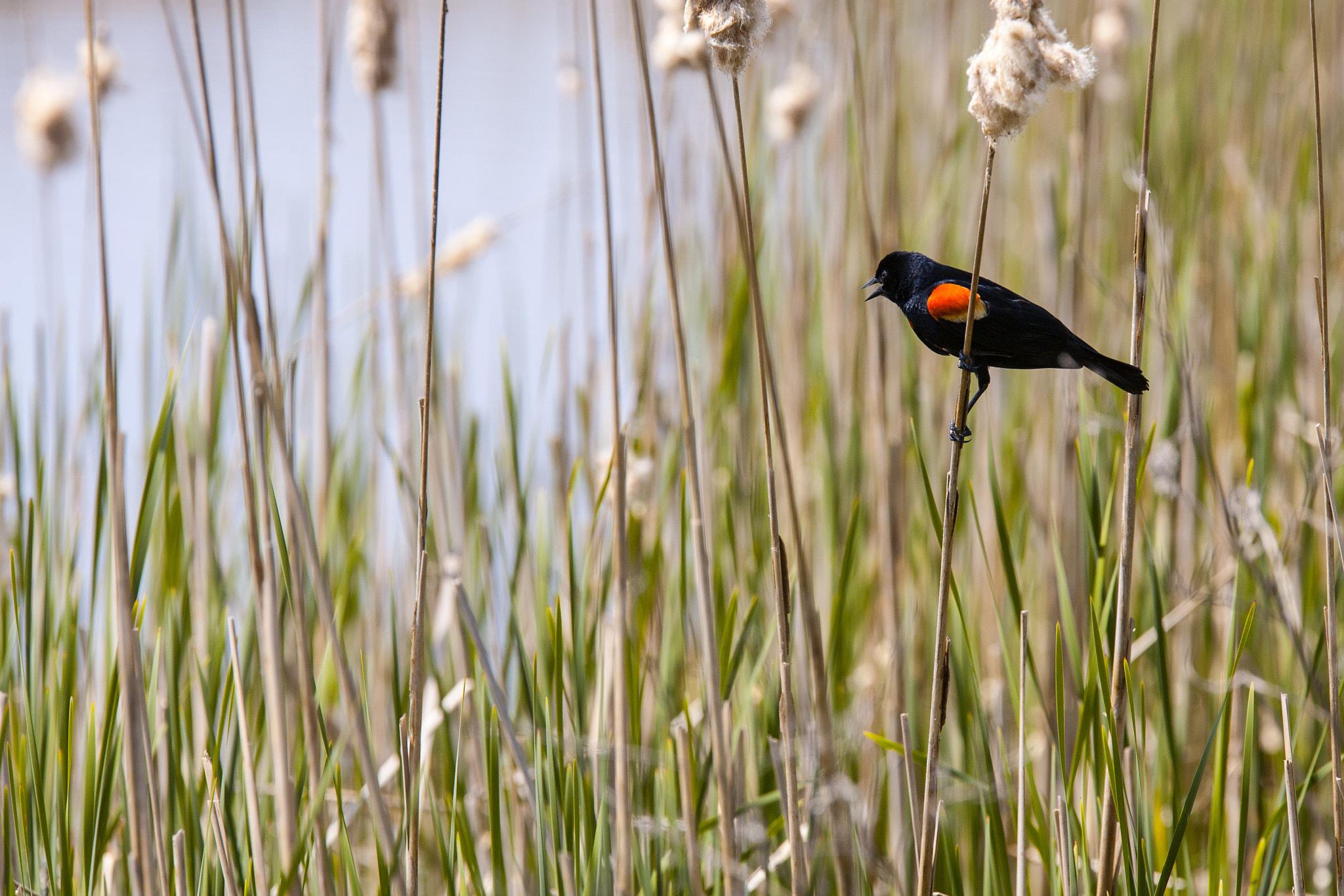 Canon EOS 5D sample photo. Red-winged blackbird and cattails photography